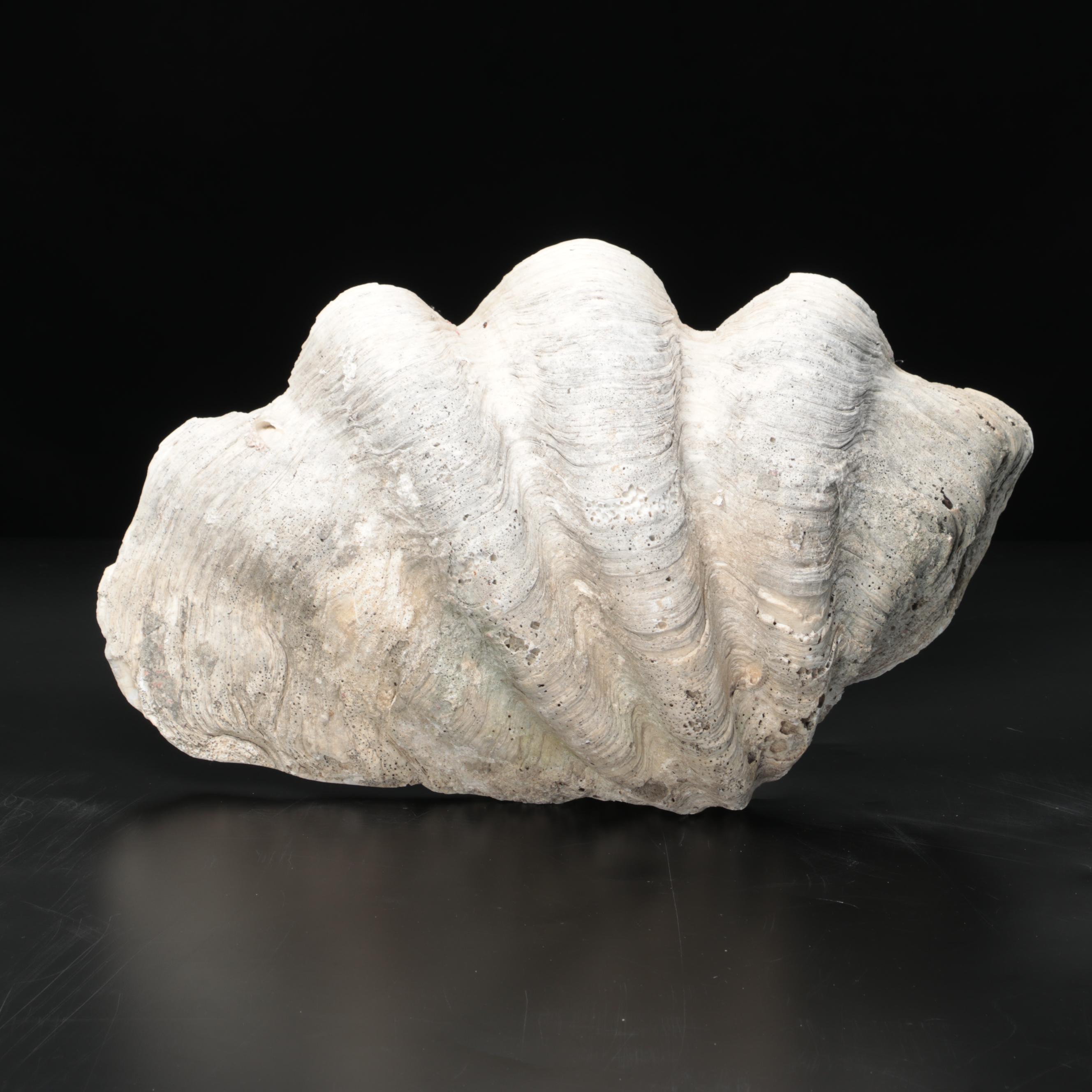 Giant Clam Shell