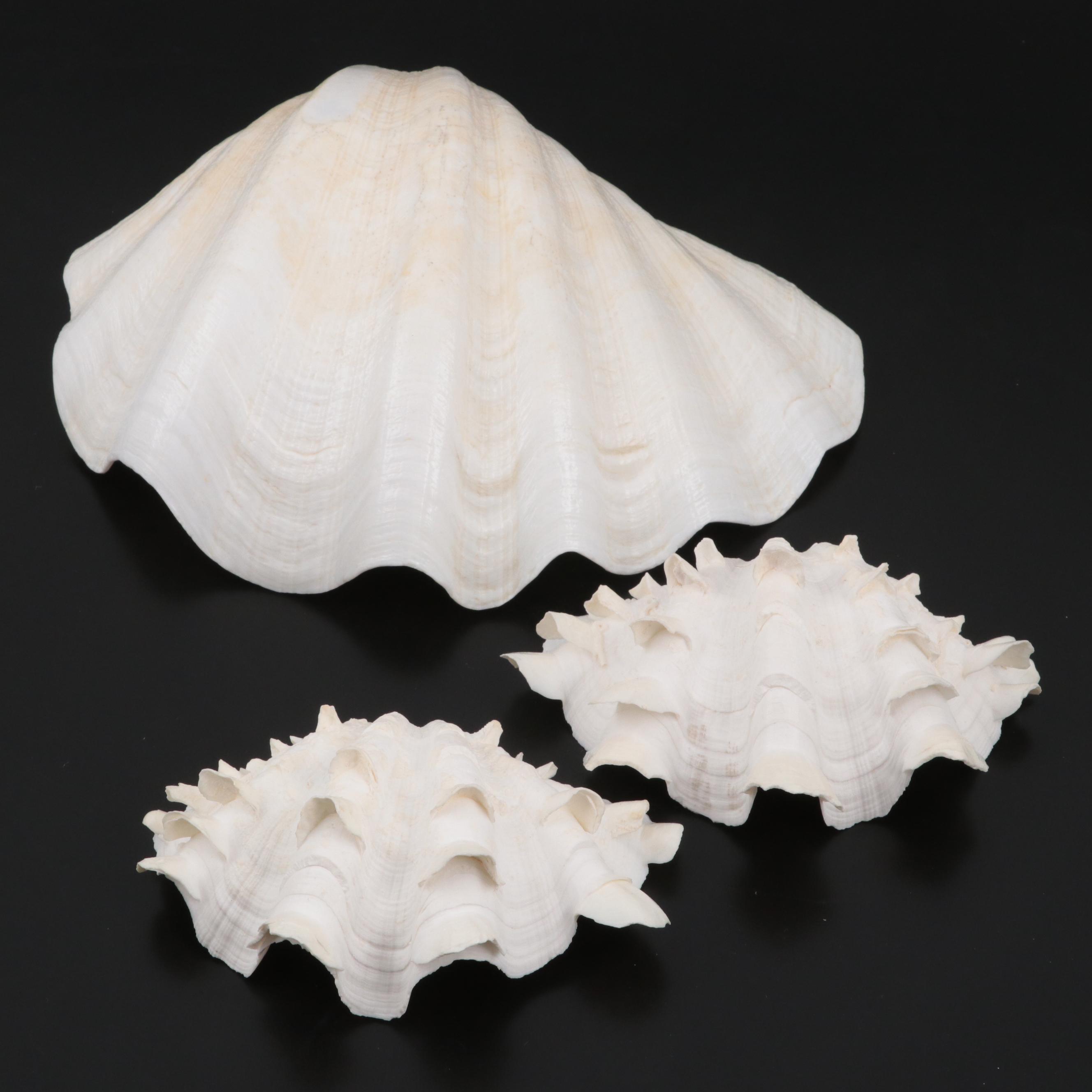Ruffled Clam Shells with Giant Clam Shell and Brass Stand