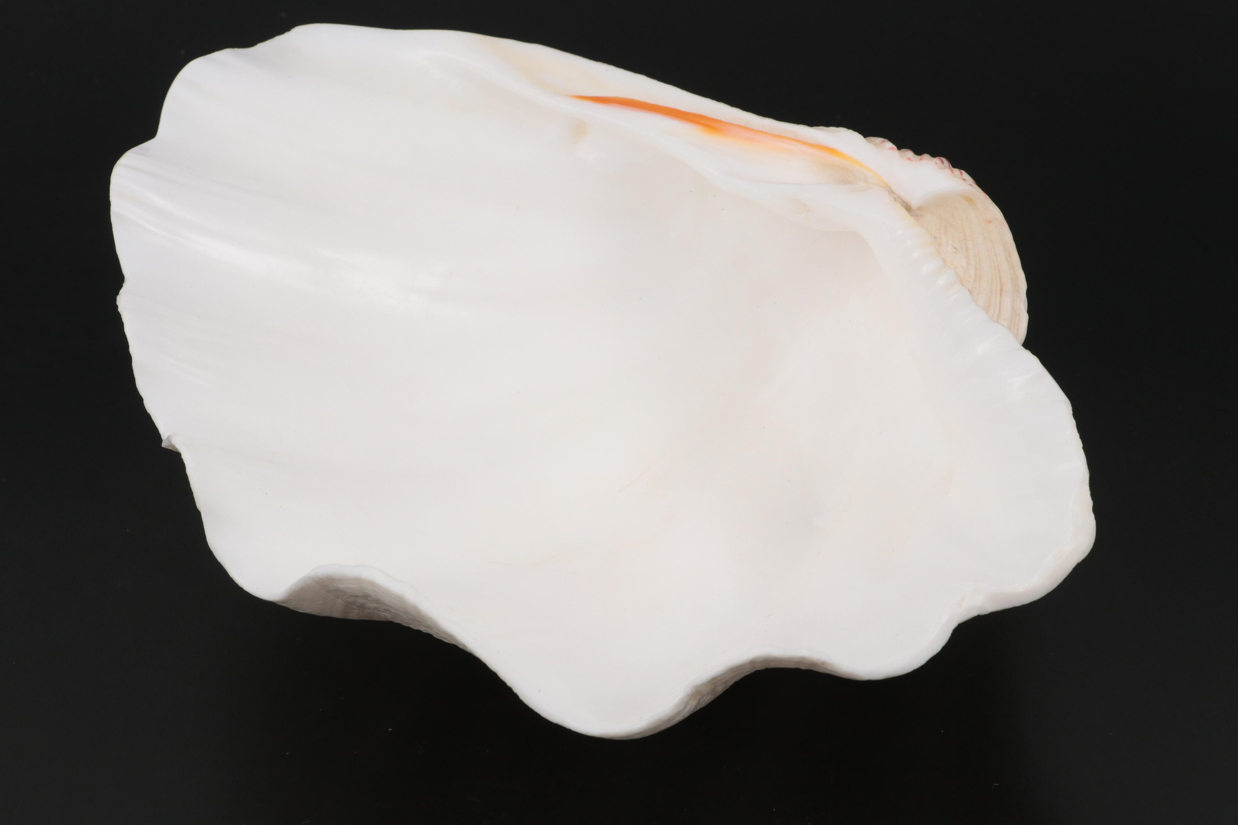 Ruffled Clam Shells with Giant Clam Shell and Brass Stand