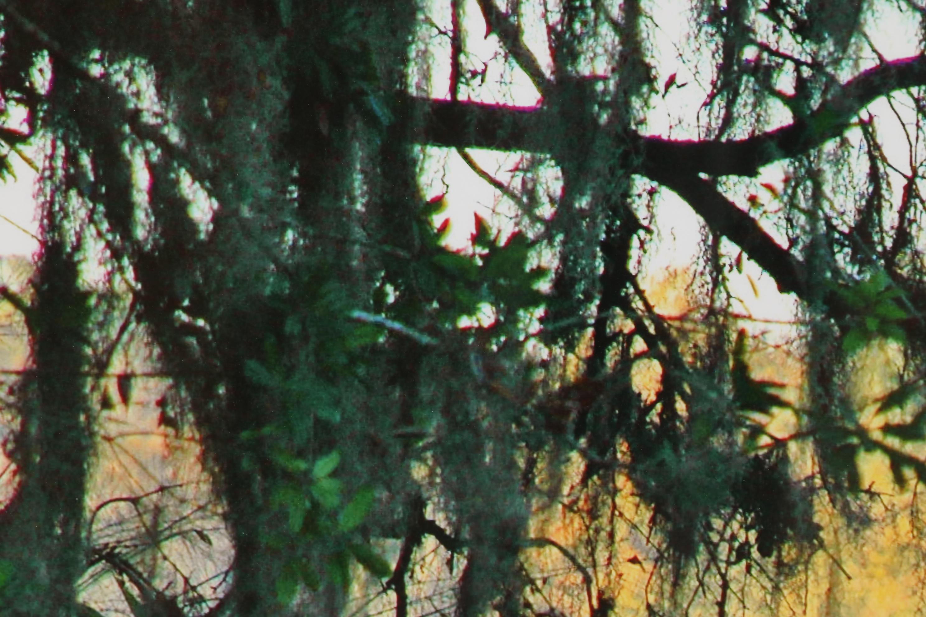 Nels Johnson Landscape Digital Photograph "Silent Sentinel," 21st