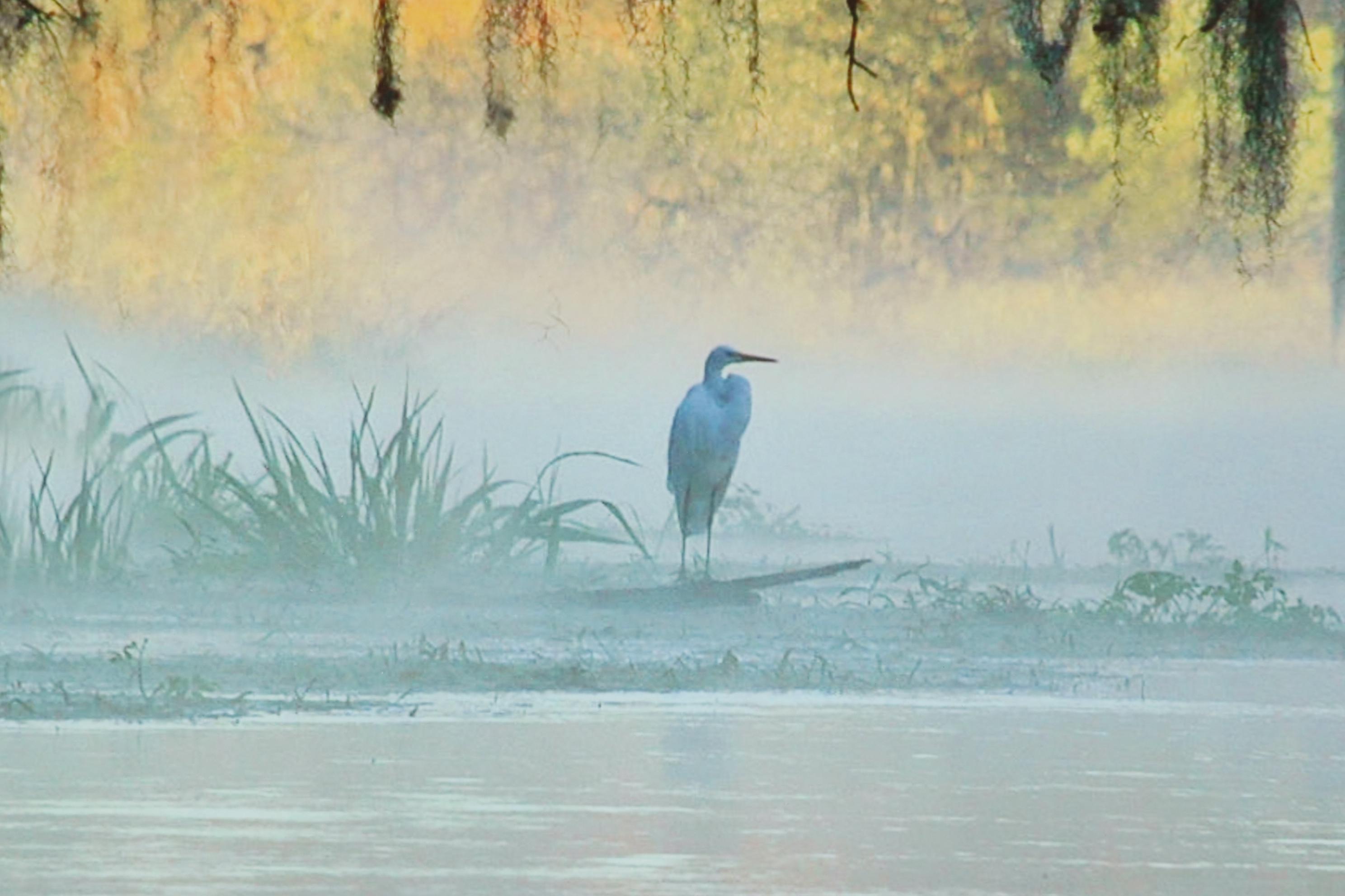 Nels Johnson Landscape Digital Photograph "Silent Sentinel," 21st