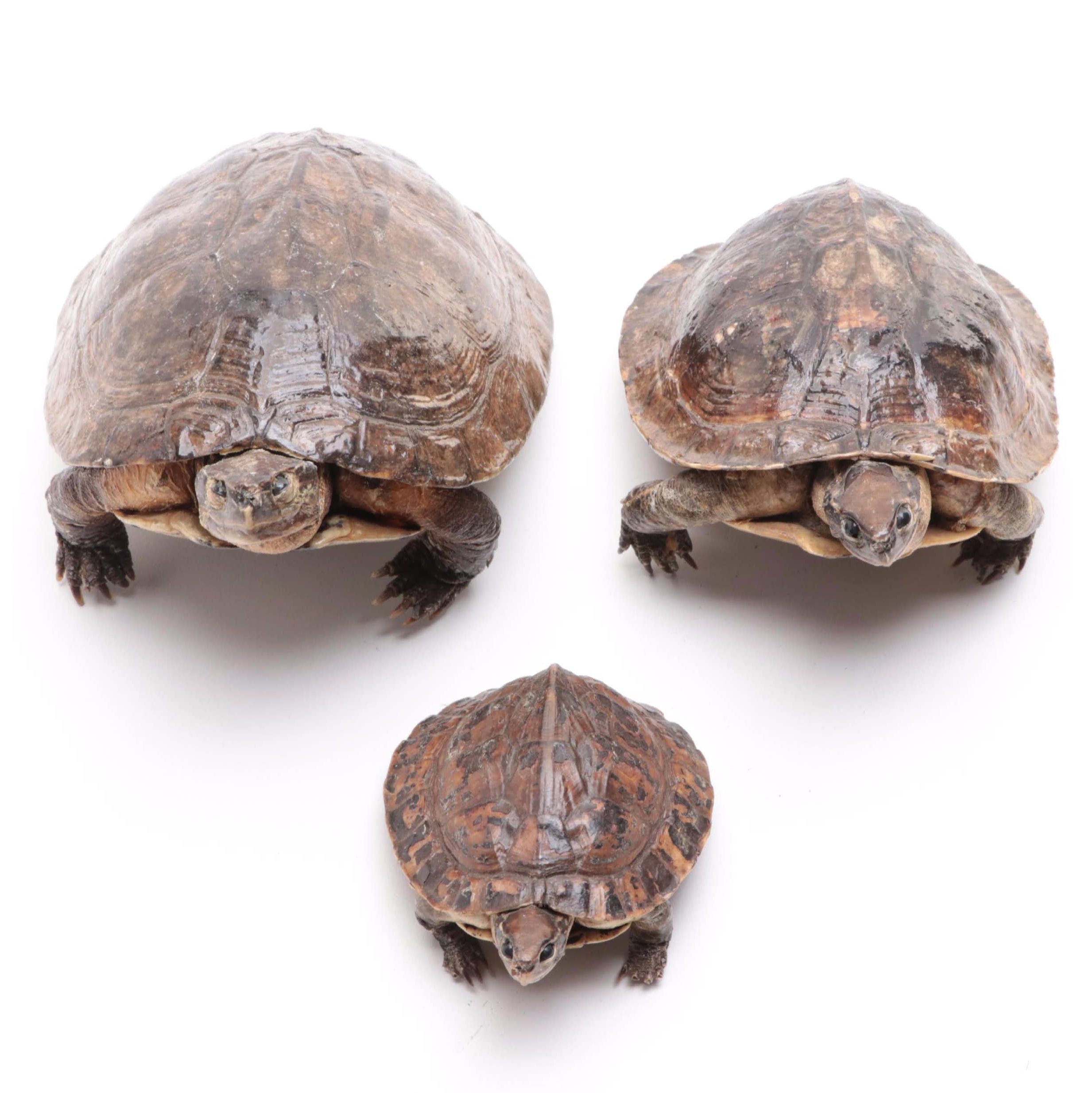 Taxidermy Common Snapping Turtles