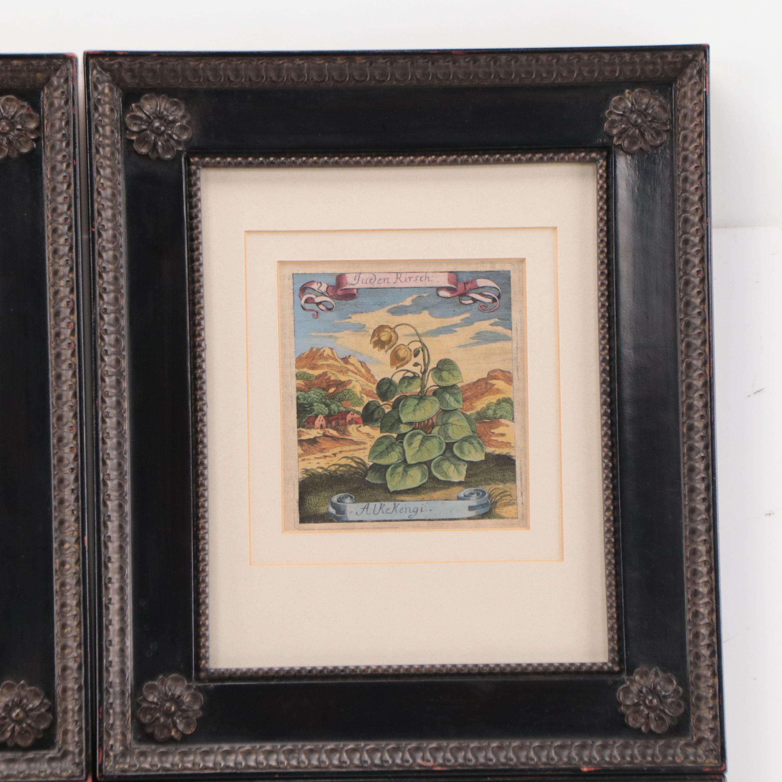 Matthäus Merian the Elder Hand-Colored Botanical Engravings, Early 18th Century