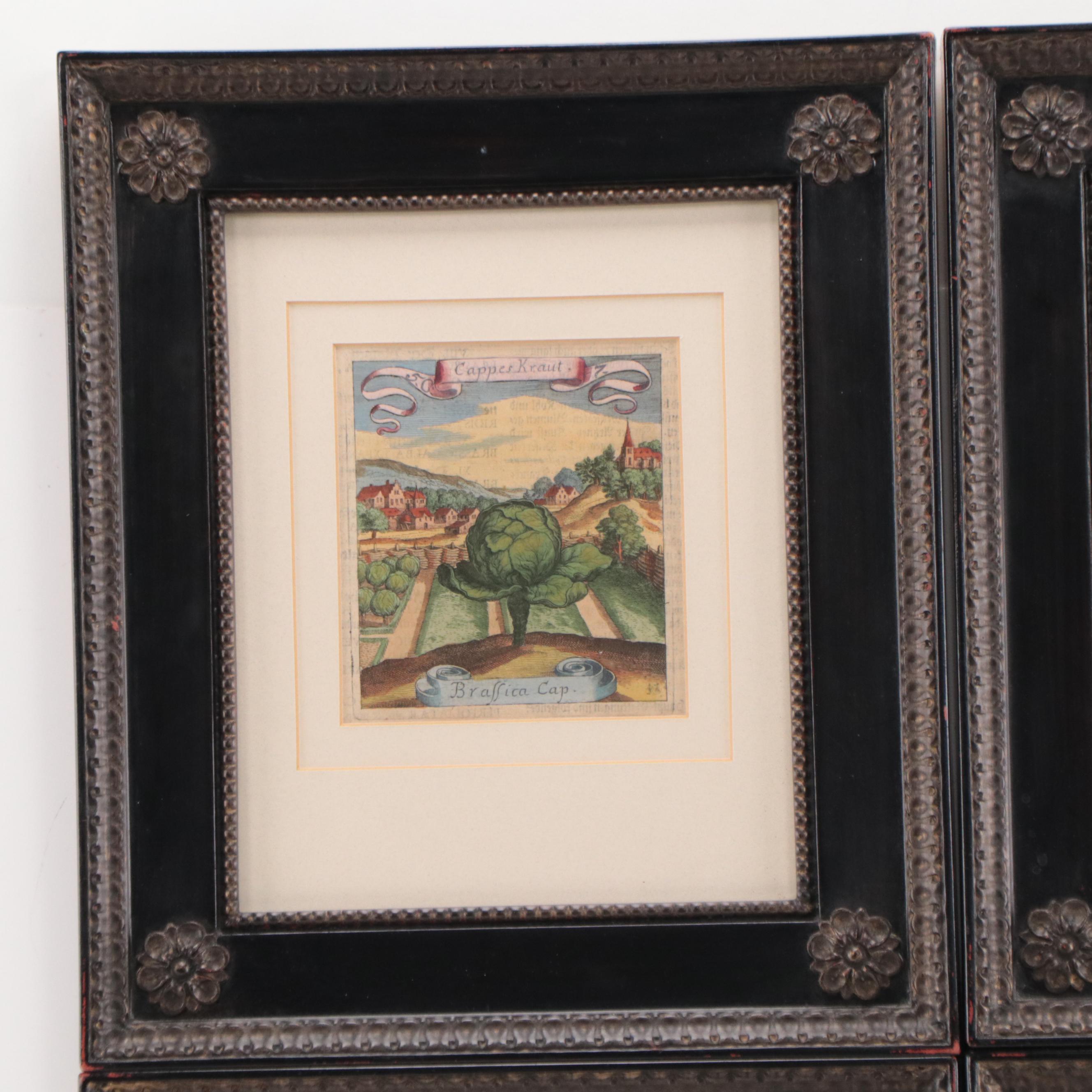 Matthäus Merian the Elder Hand-Colored Botanical Engravings, Early 18th Century