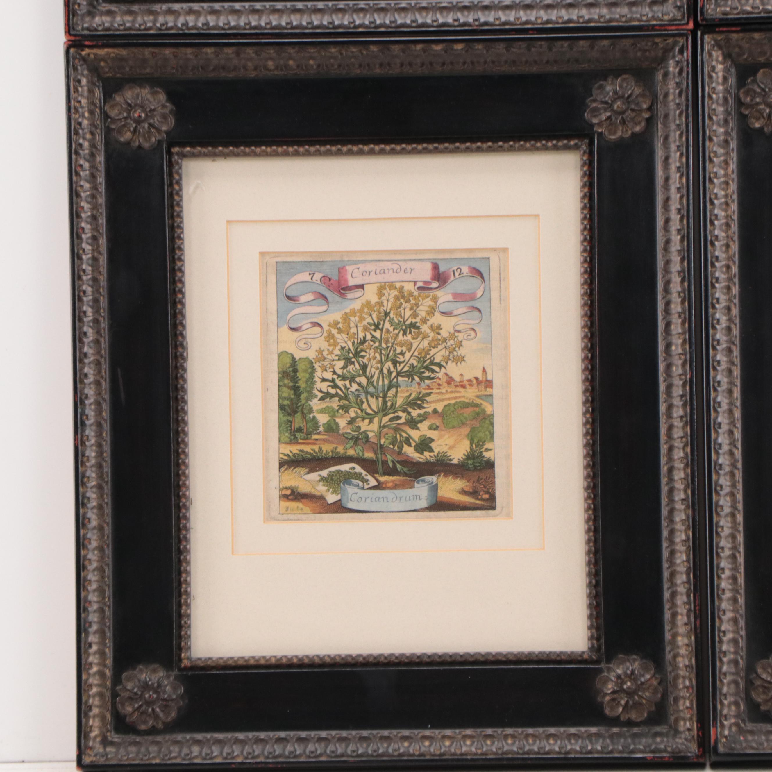 Matthäus Merian the Elder Hand-Colored Botanical Engravings, Early 18th Century