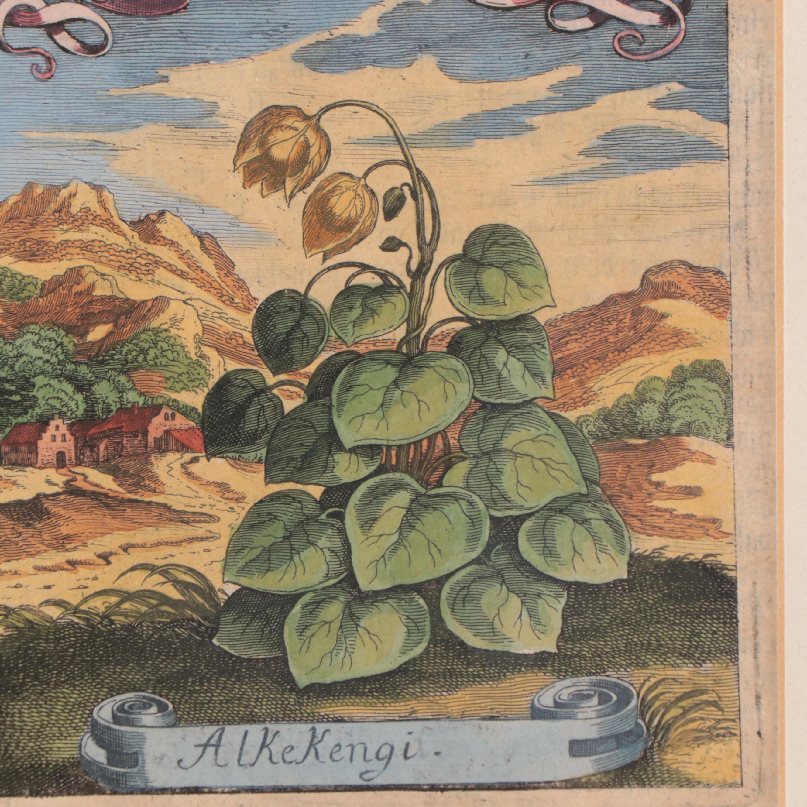 Matthäus Merian the Elder Hand-Colored Botanical Engravings, Early 18th Century