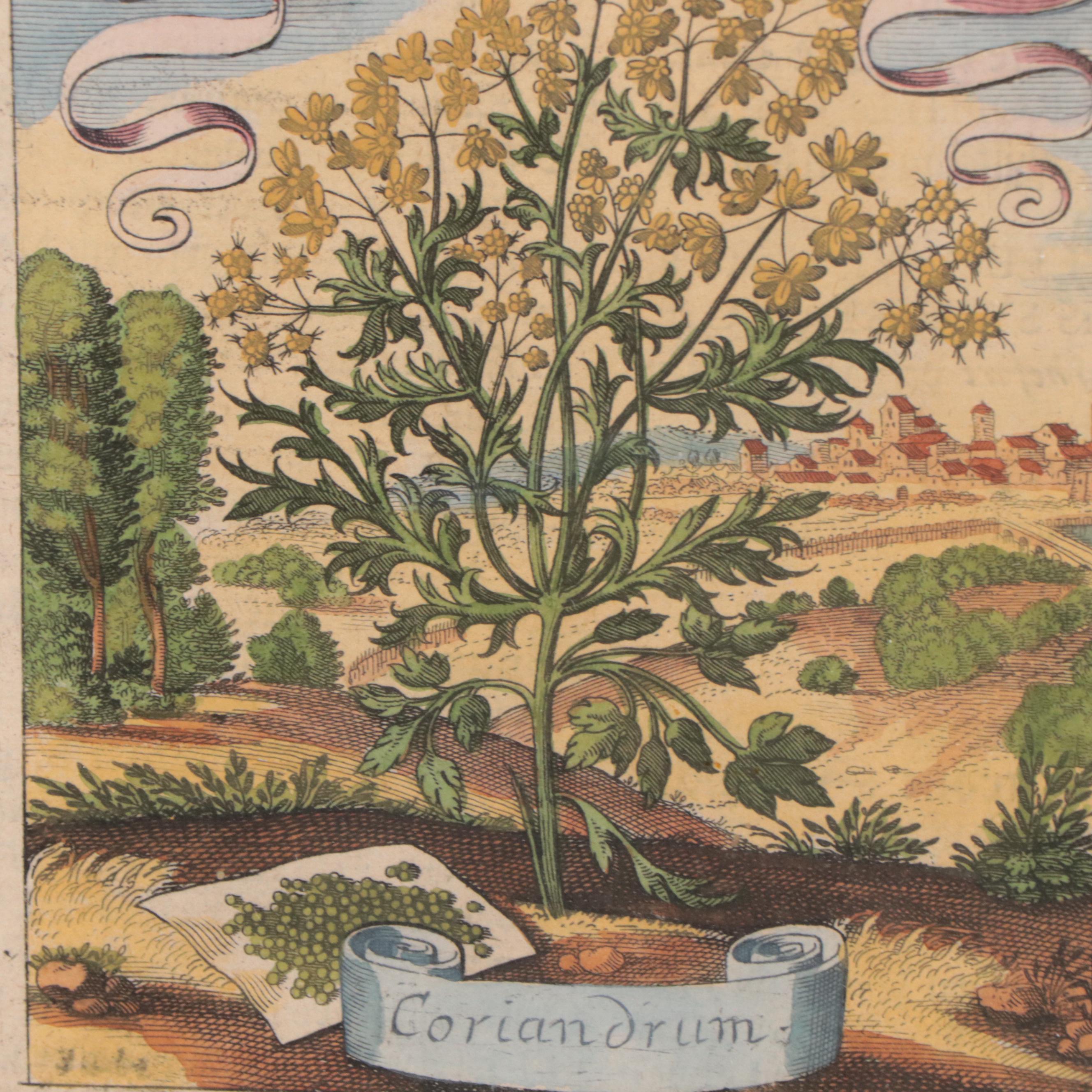 Matthäus Merian the Elder Hand-Colored Botanical Engravings, Early 18th Century