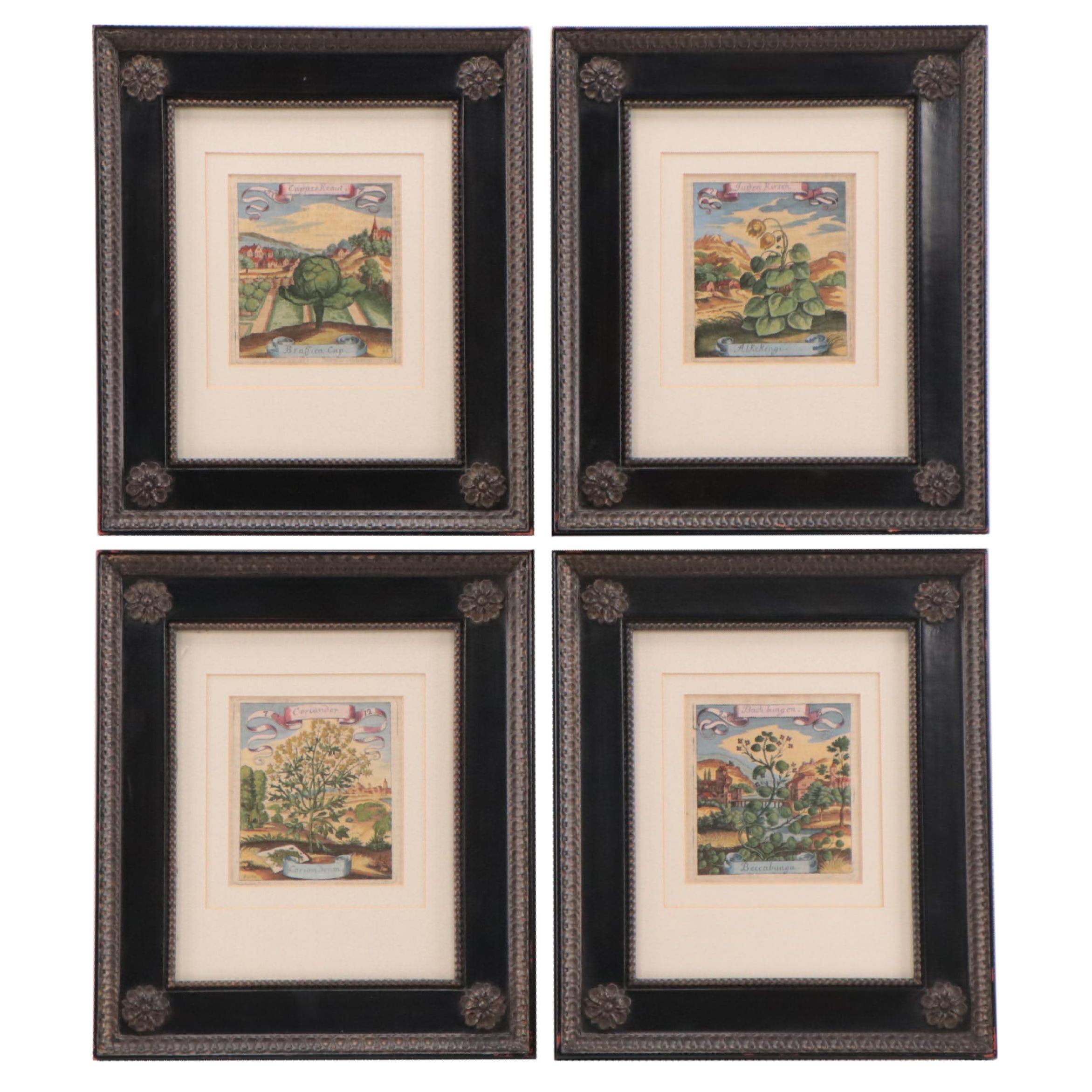 Matthäus Merian the Elder Hand-Colored Botanical Engravings, Early 18th Century