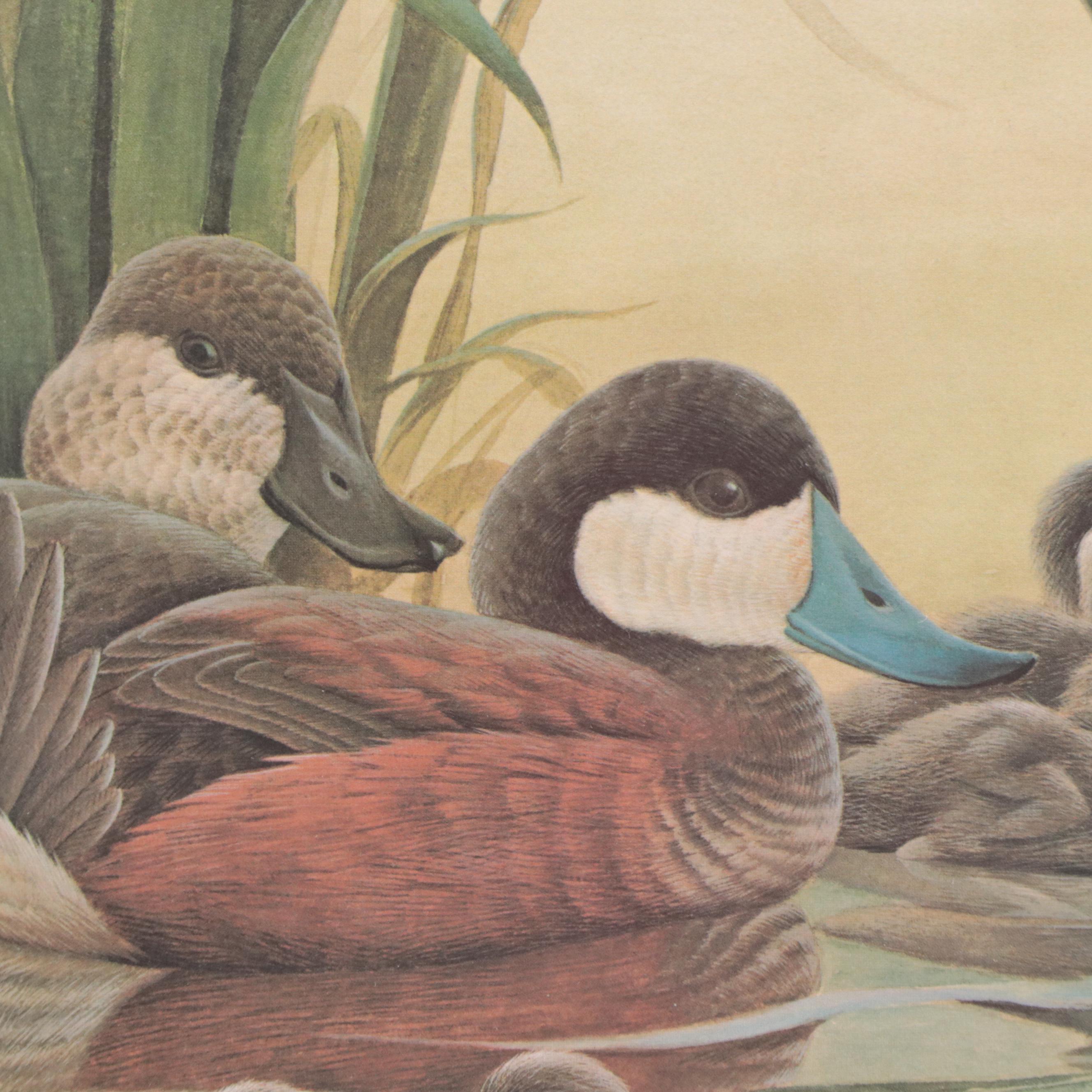 John A. Ruthven Offset Lithograph "Ruddy Duck Family"