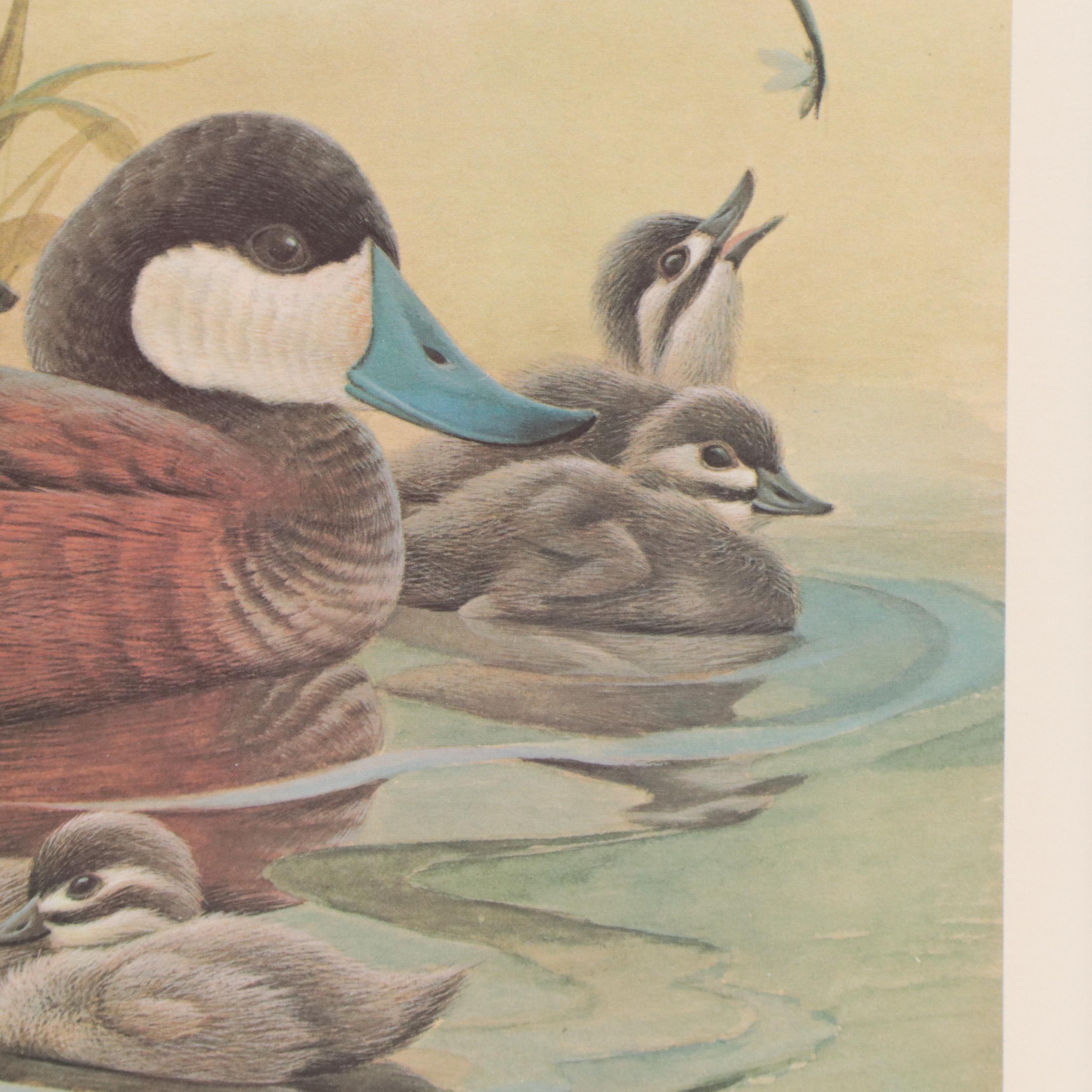 John A. Ruthven Offset Lithograph "Ruddy Duck Family"