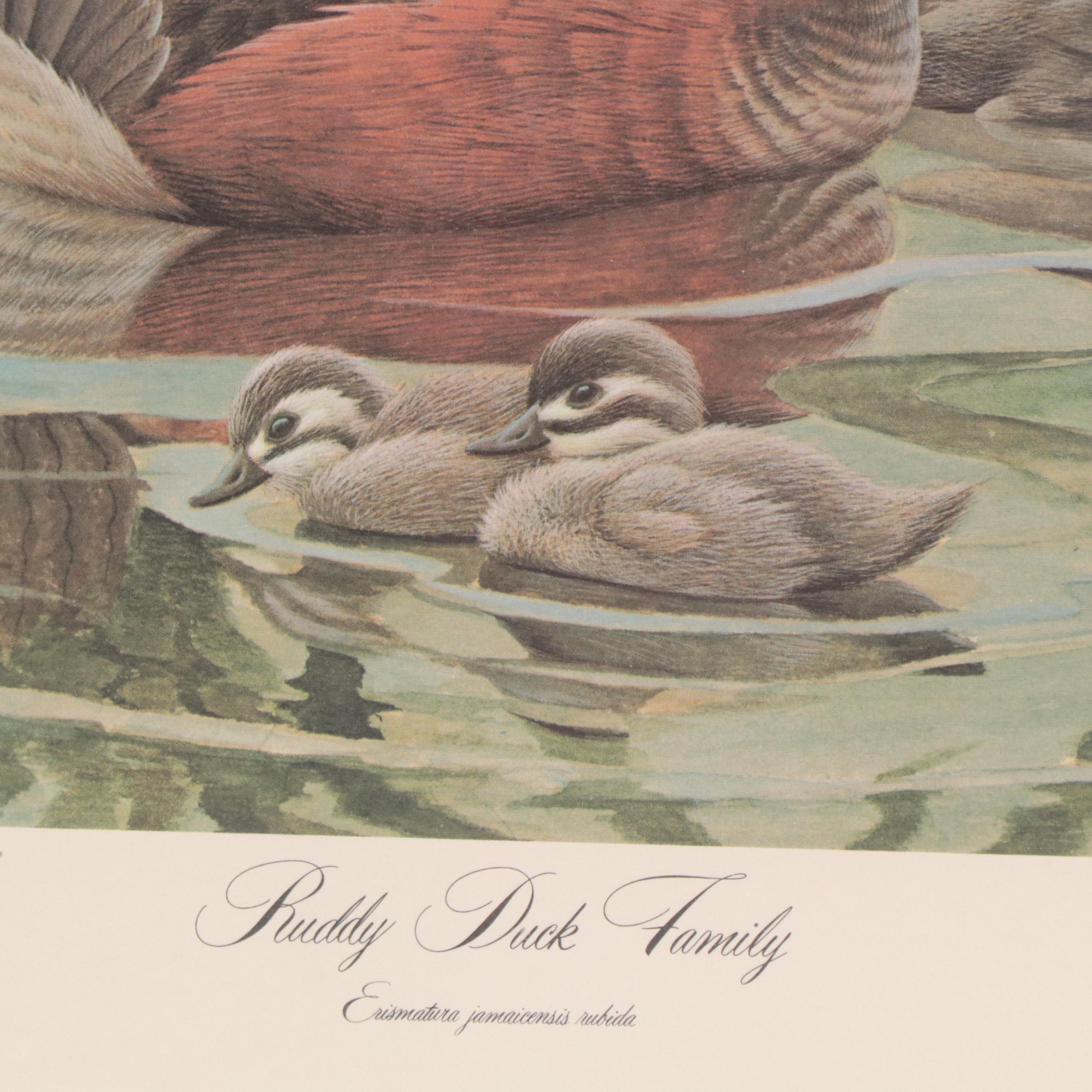 John A. Ruthven Offset Lithograph "Ruddy Duck Family"