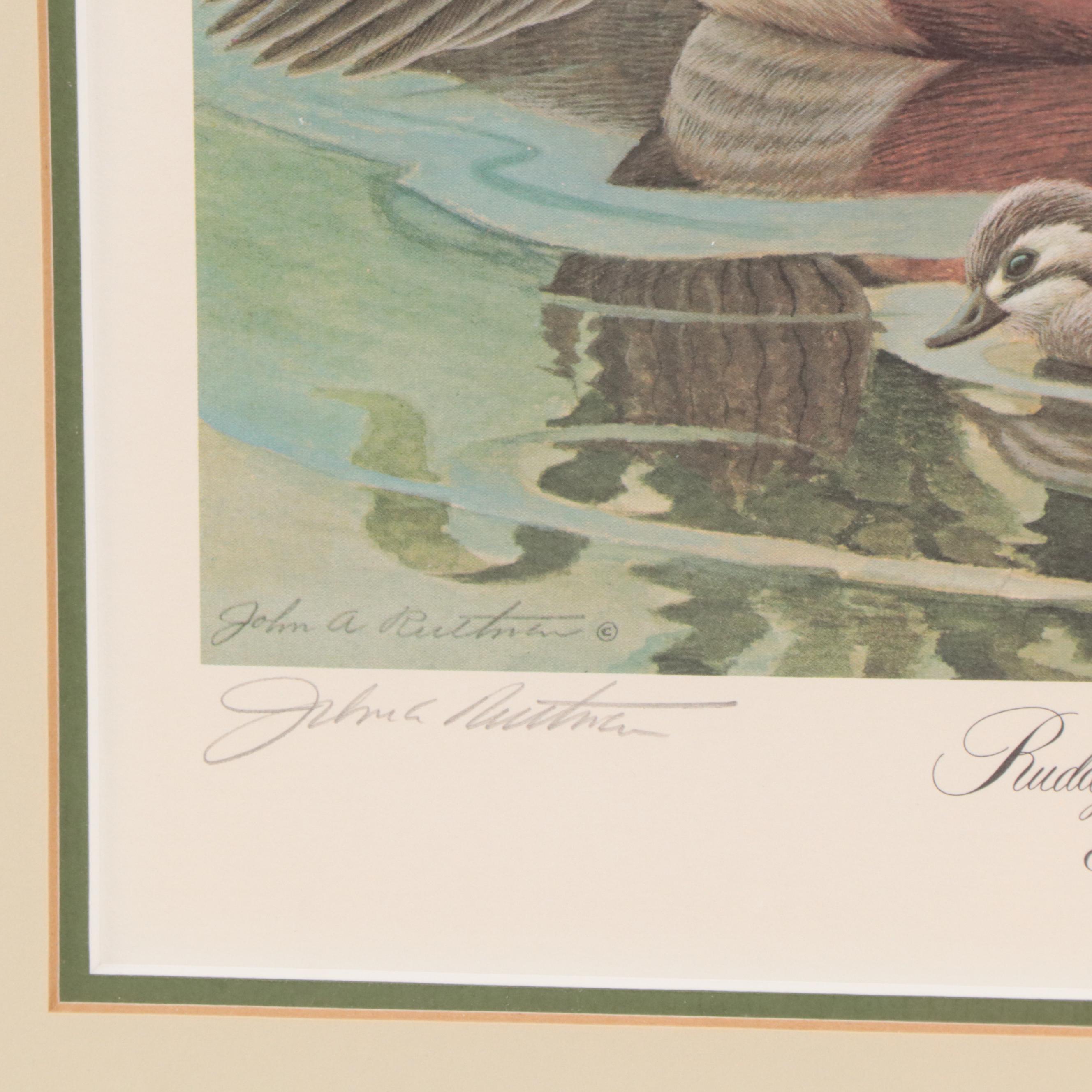 John A. Ruthven Offset Lithograph "Ruddy Duck Family"