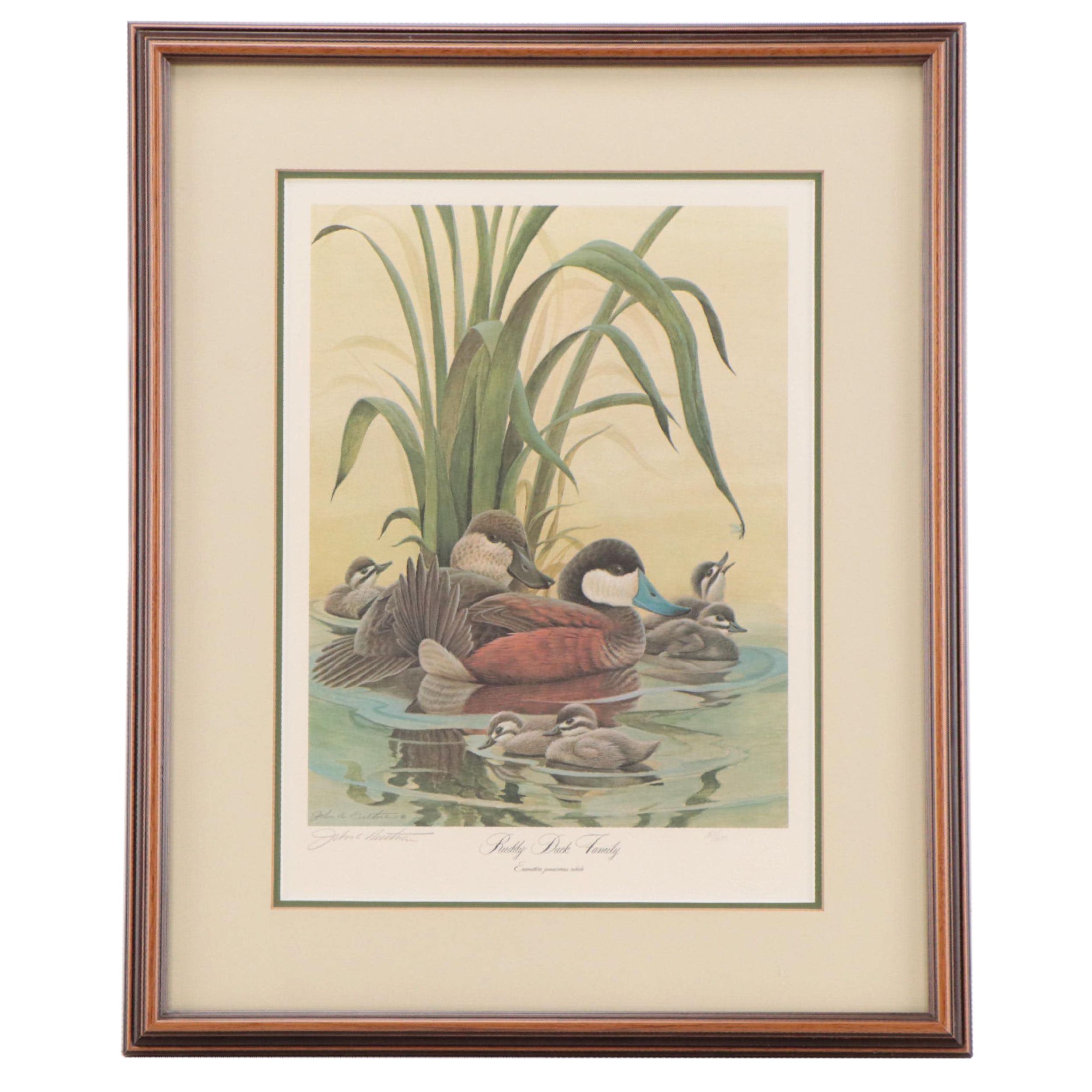 John A. Ruthven Offset Lithograph "Ruddy Duck Family"