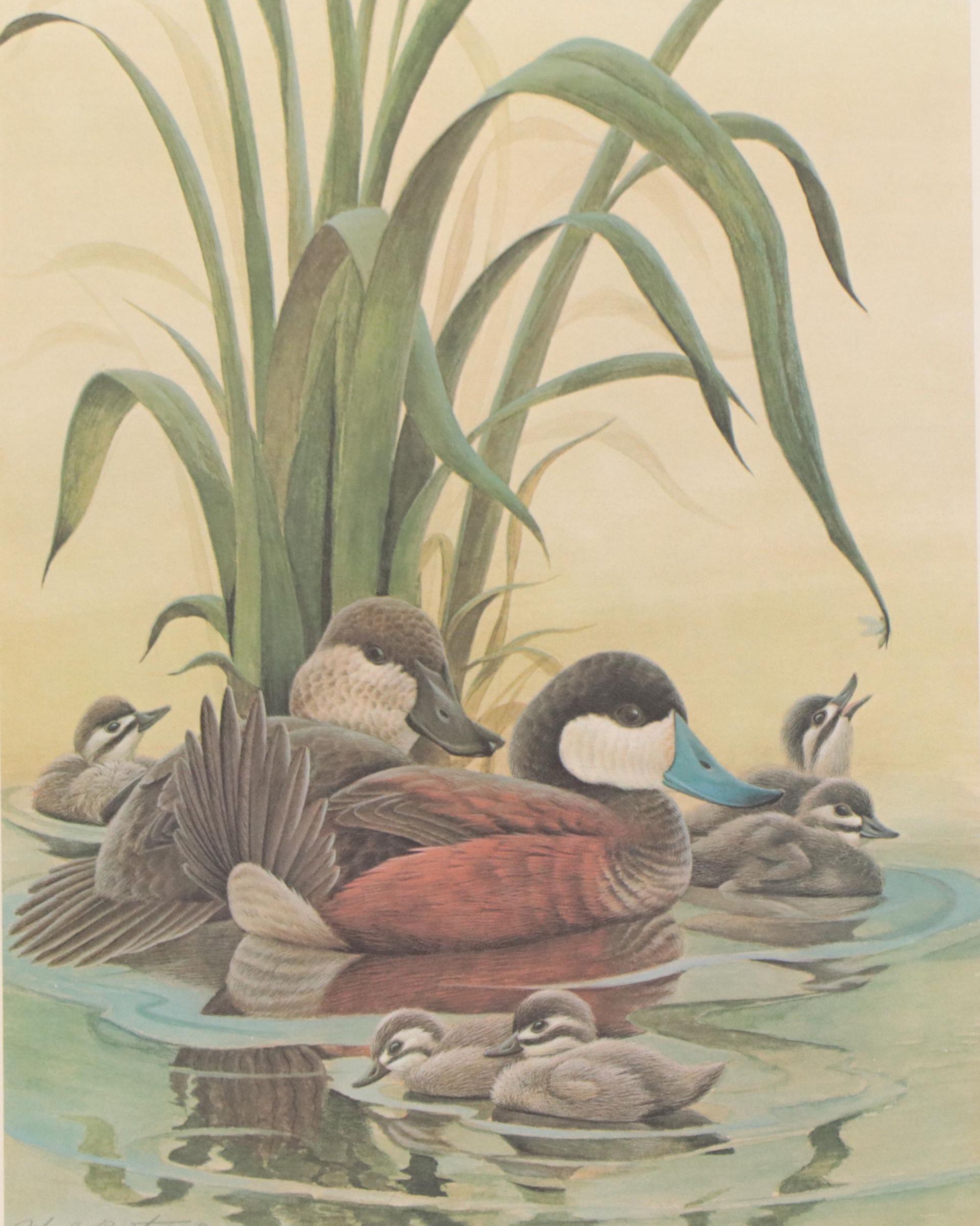 John A. Ruthven Offset Lithograph "Ruddy Duck Family"