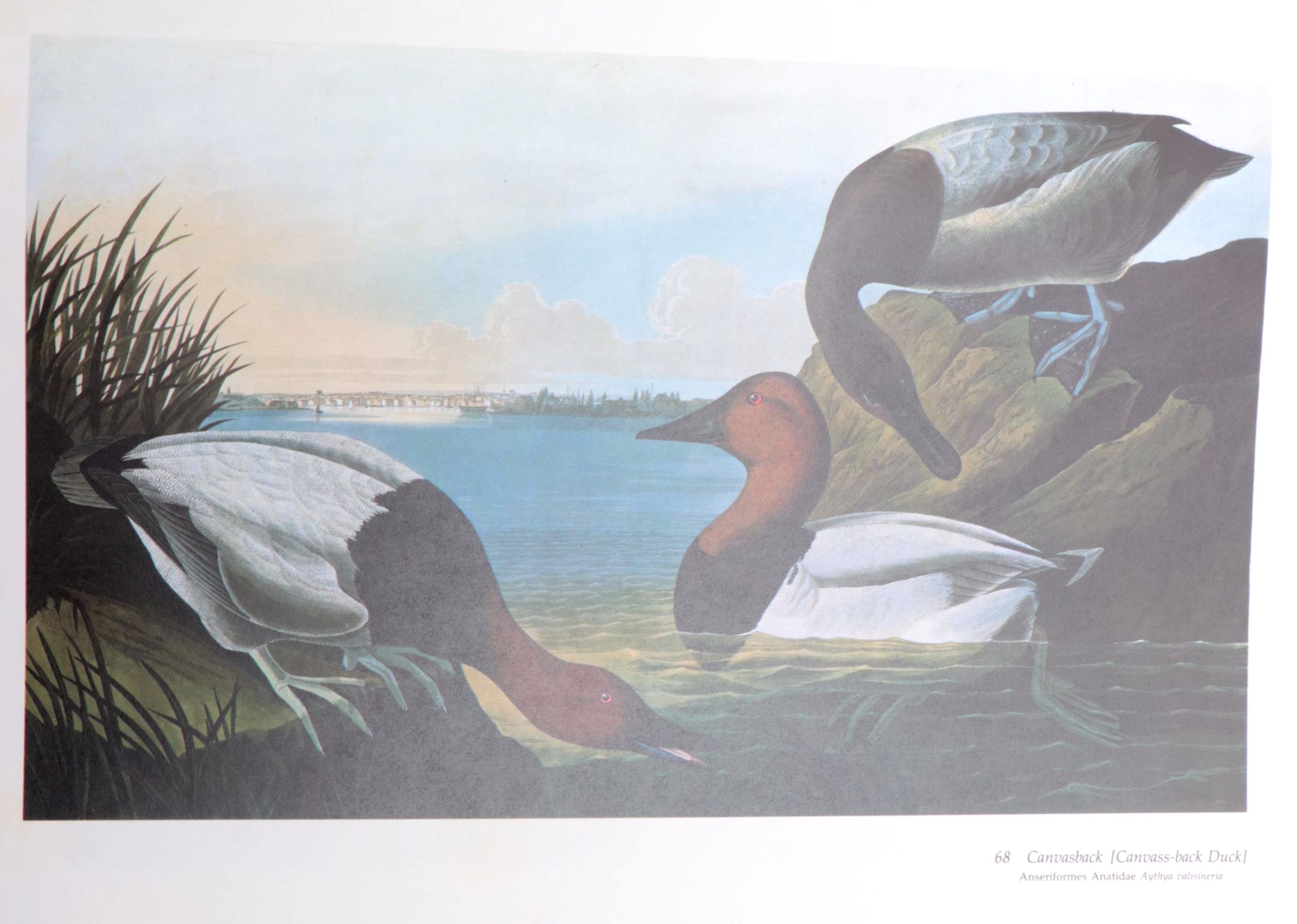 "Audubon's Birds of America" Baby Elephant Folio by the Petersons, 1985