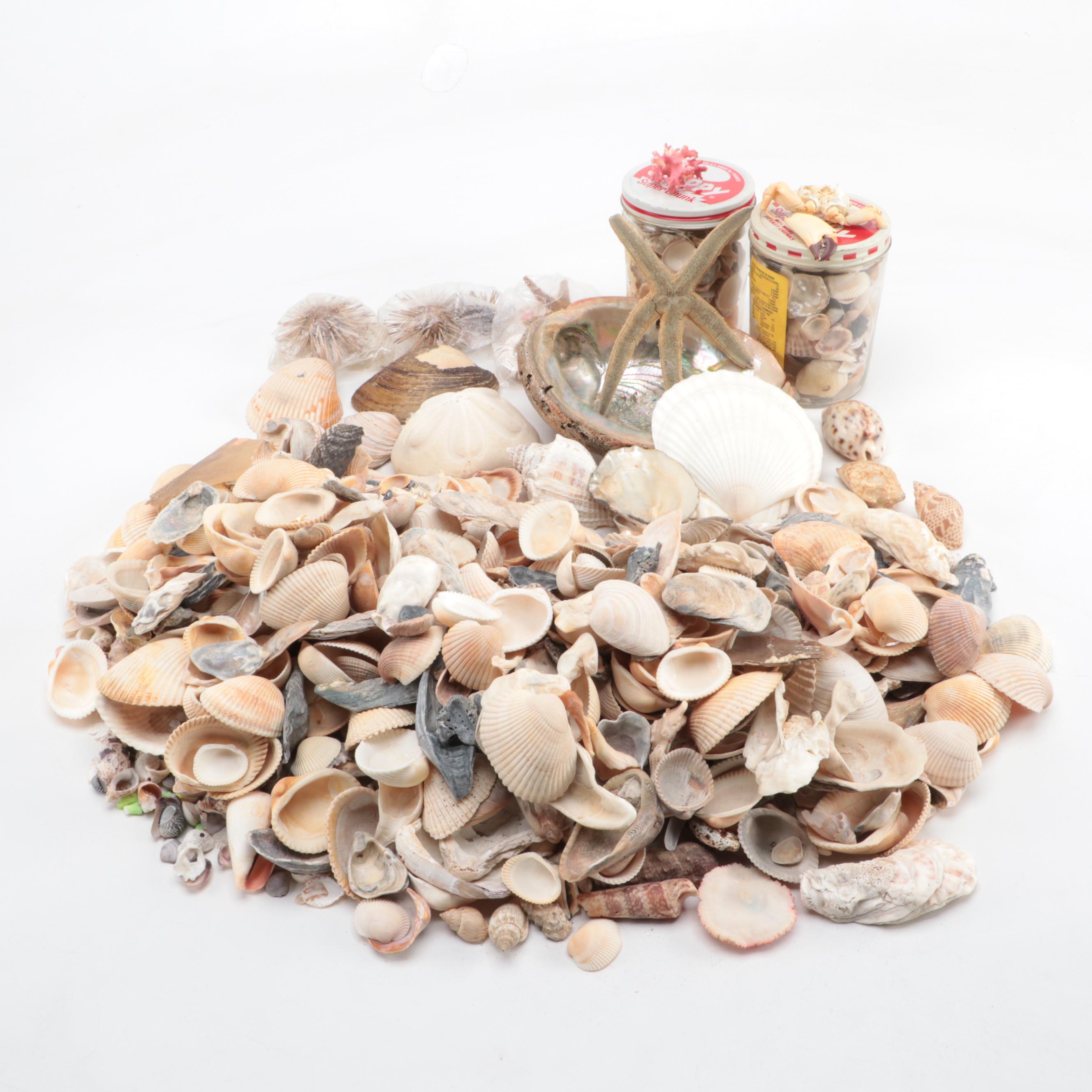 Loose Clam Shells, Crab, Coral, Abalone, Finger Stars, Urchins and More