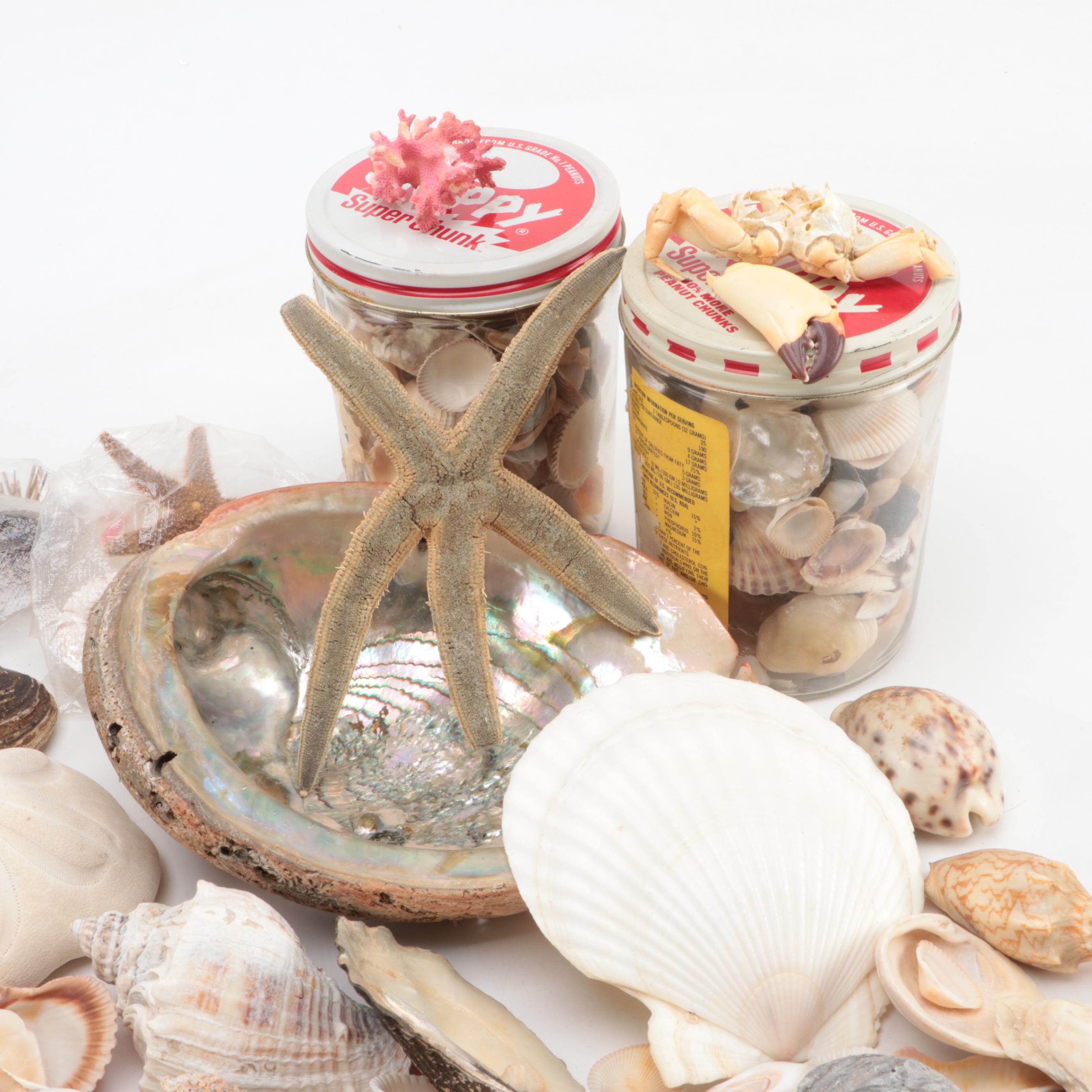 Loose Clam Shells, Crab, Coral, Abalone, Finger Stars, Urchins and More