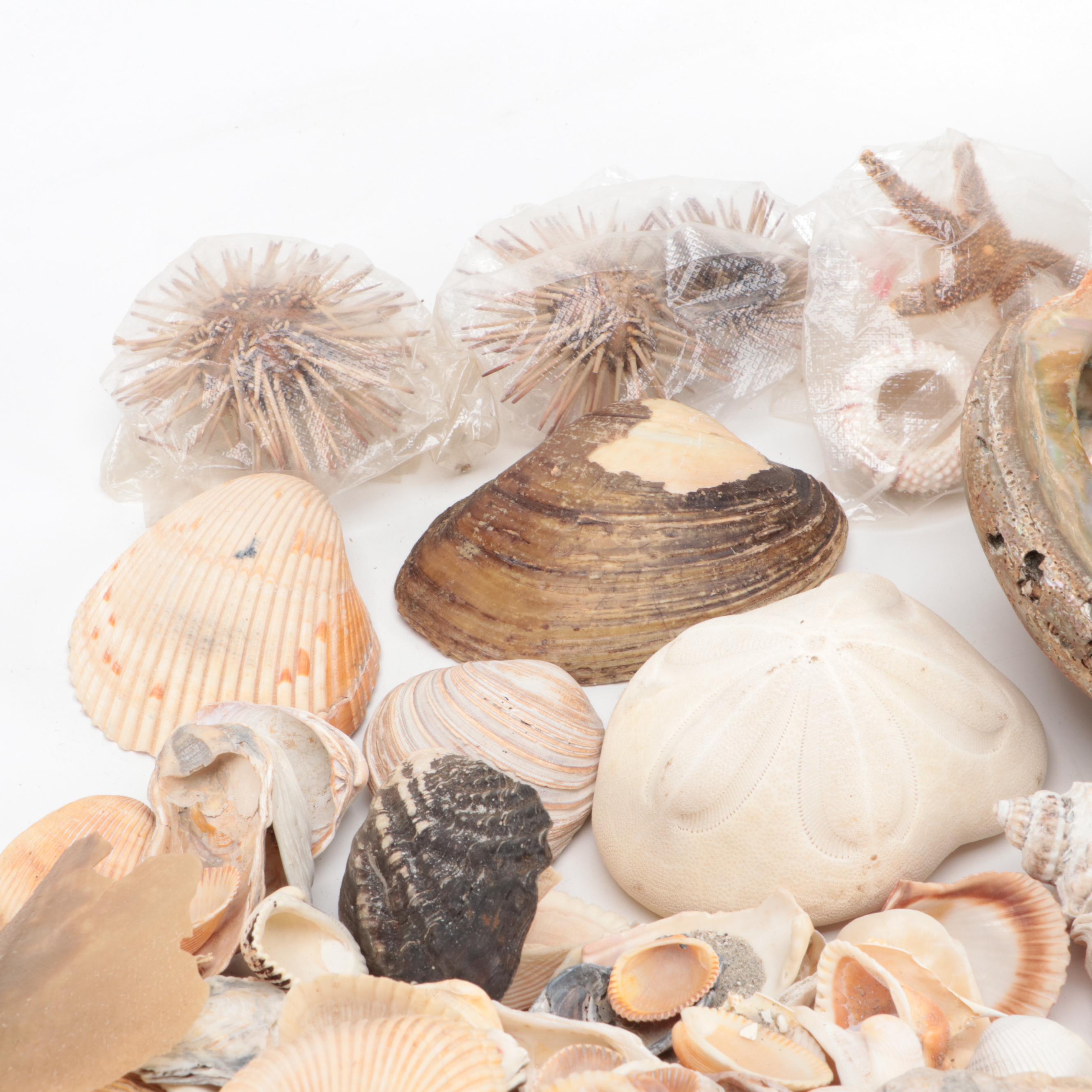 Loose Clam Shells, Crab, Coral, Abalone, Finger Stars, Urchins and More
