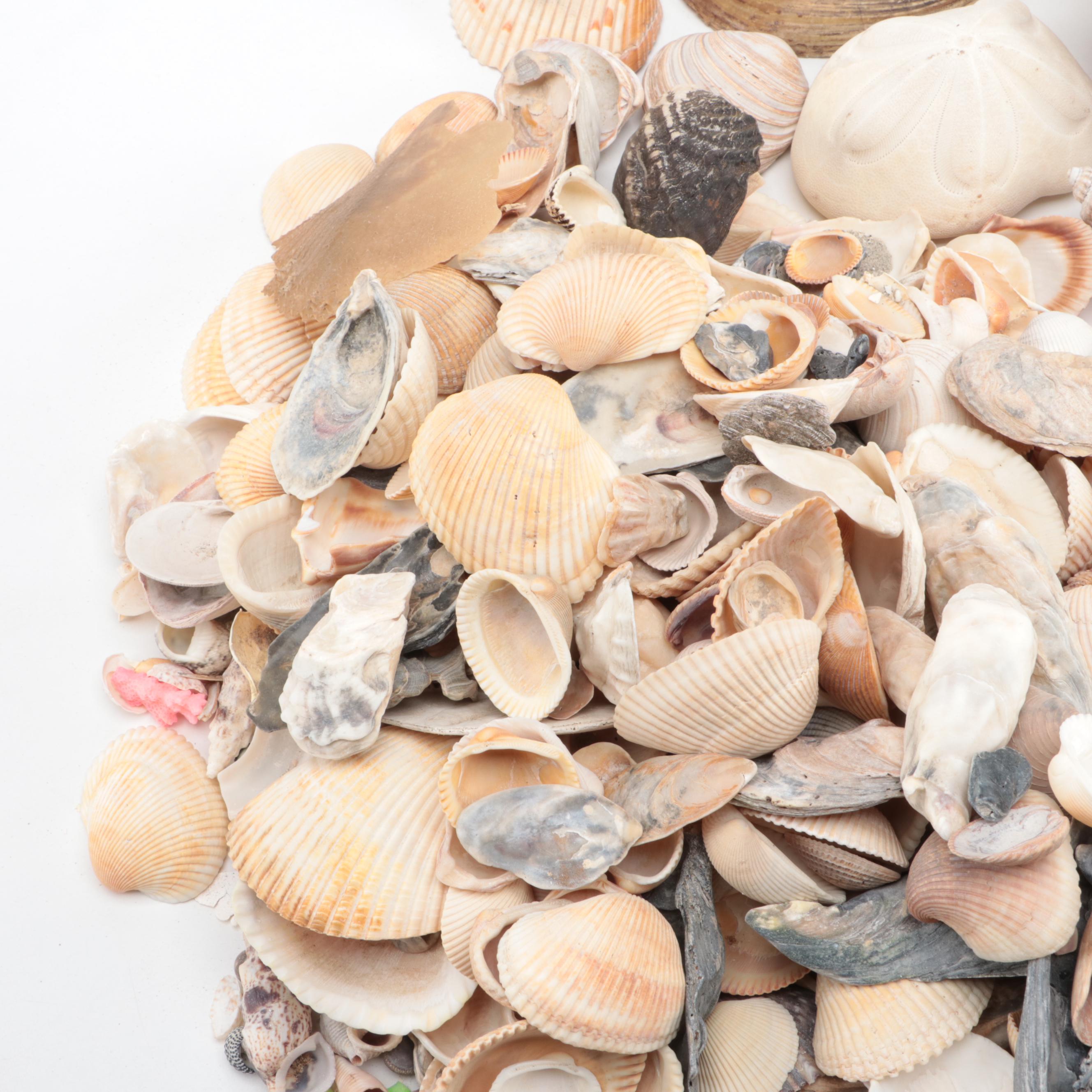 Loose Clam Shells, Crab, Coral, Abalone, Finger Stars, Urchins and More