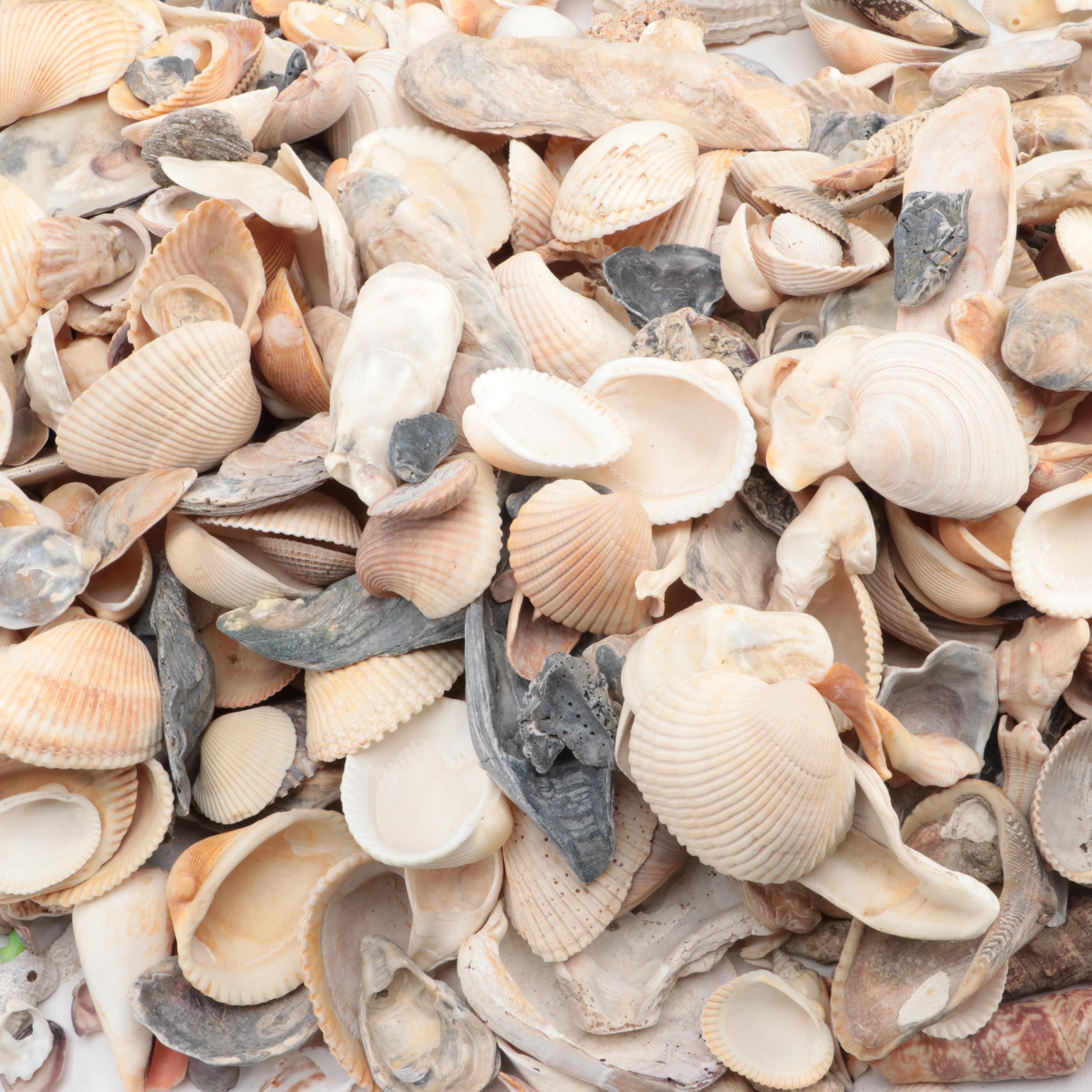 Loose Clam Shells, Crab, Coral, Abalone, Finger Stars, Urchins and More