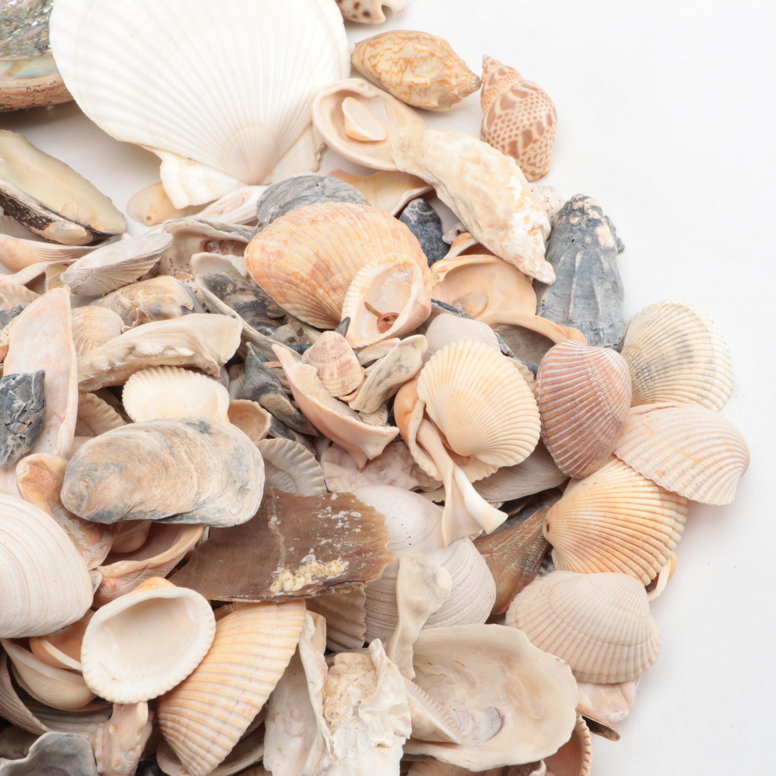 Loose Clam Shells, Crab, Coral, Abalone, Finger Stars, Urchins and More