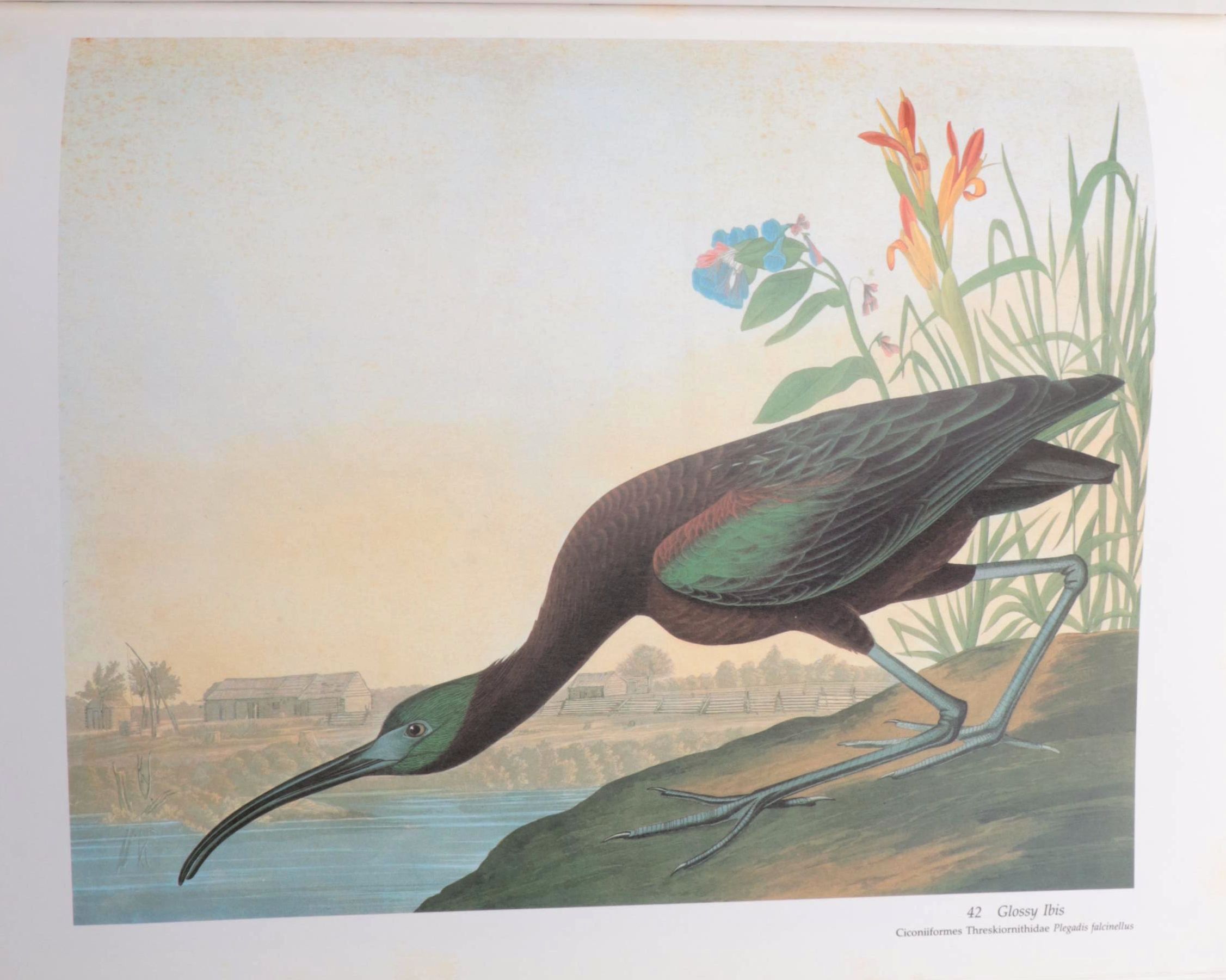 "Audubon's Birds of America" Baby Elephant Folio by the Petersons, 1985