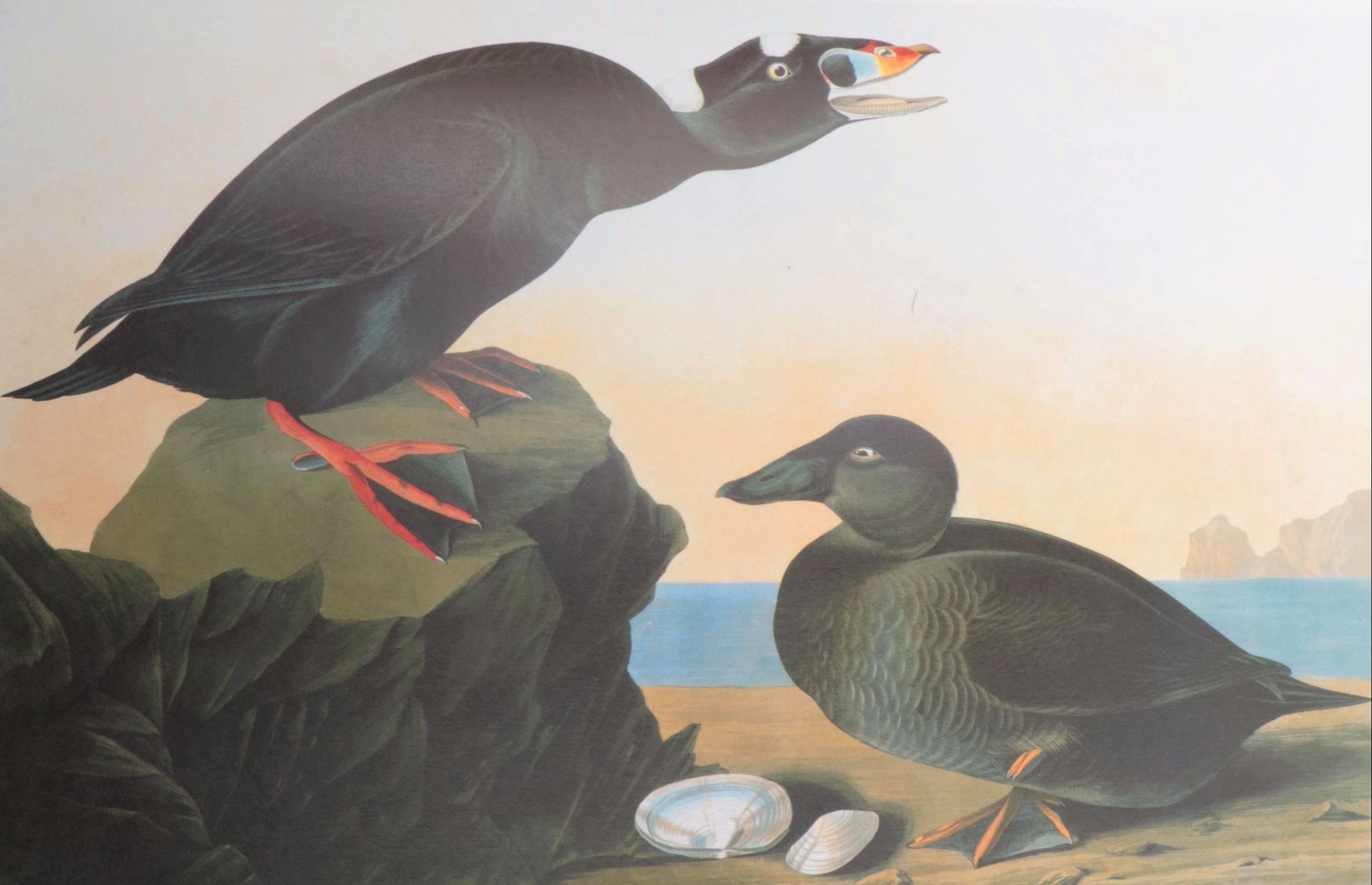 "Audubon's Birds of America" Baby Elephant Folio by the Petersons, 1985