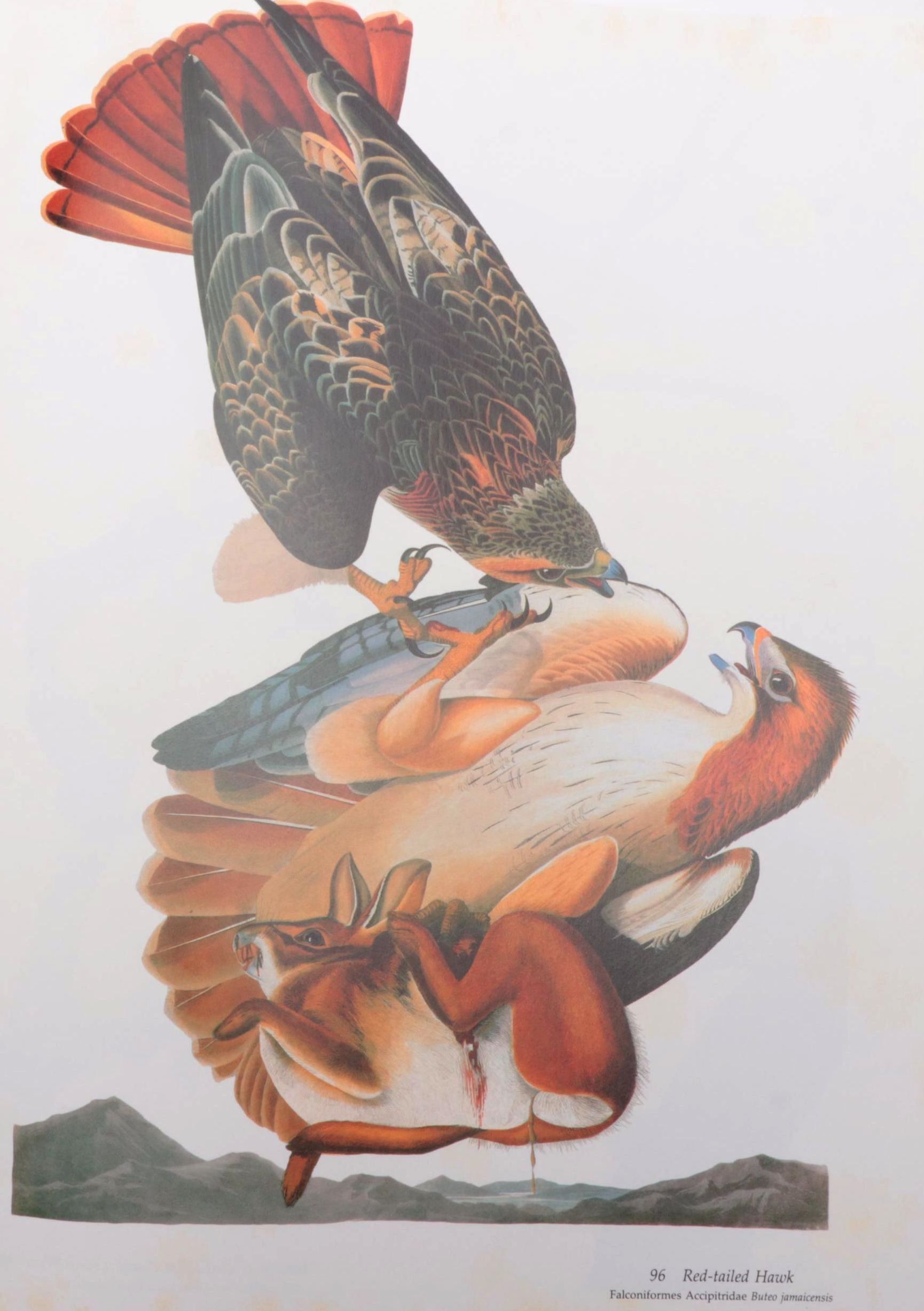 "Audubon's Birds of America" Baby Elephant Folio by the Petersons, 1985