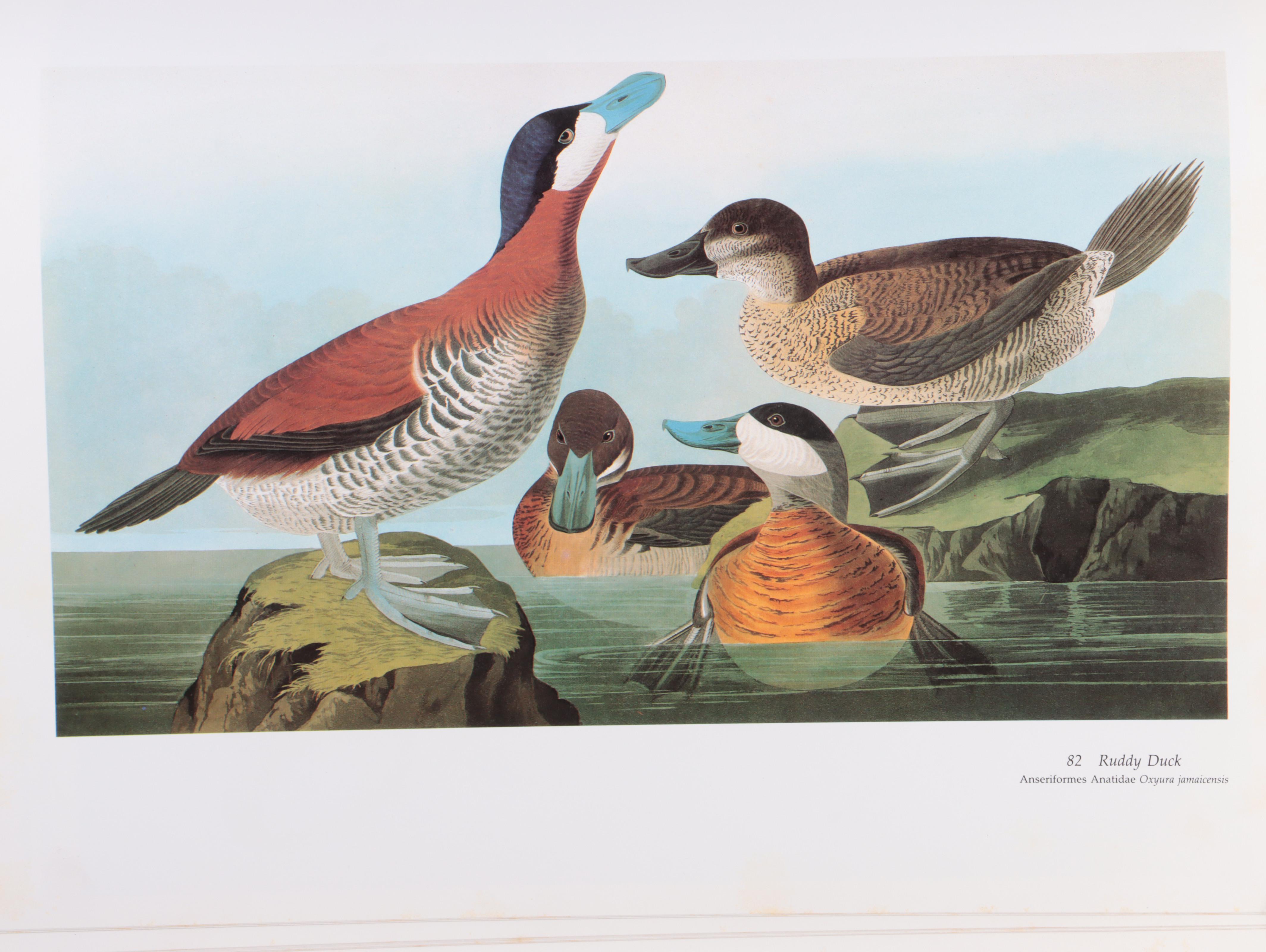 "Audubon's Birds of America" Baby Elephant Folio by the Petersons, 1985