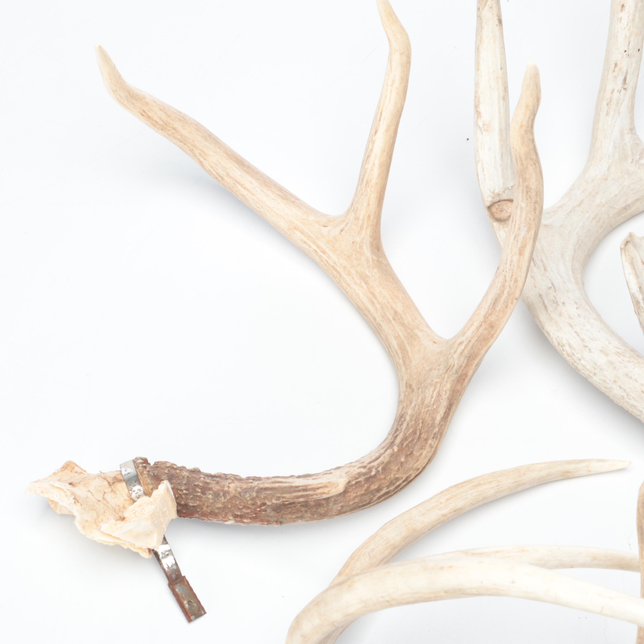 Deer Antler Sheds