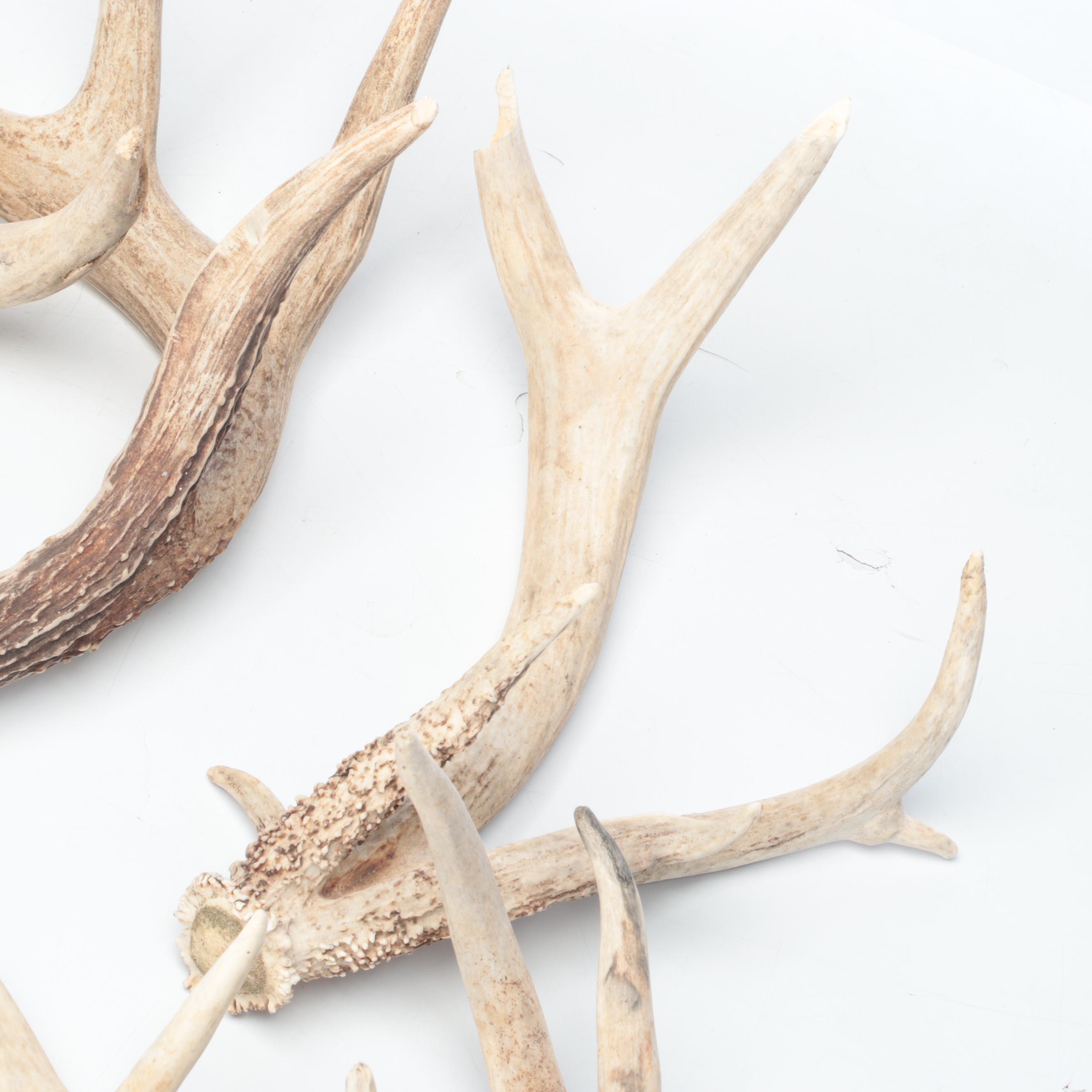 Deer Antler Sheds