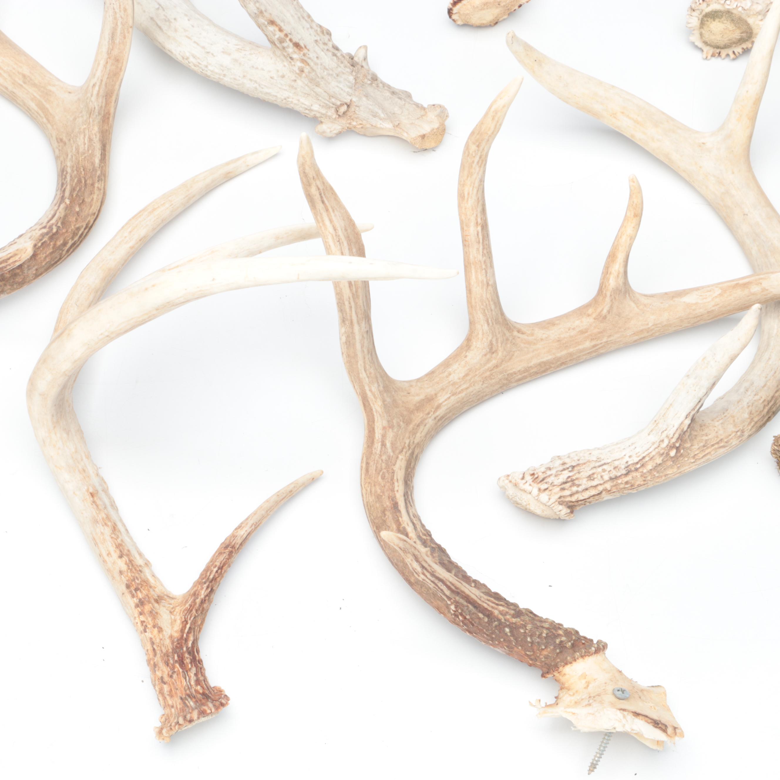 Deer Antler Sheds