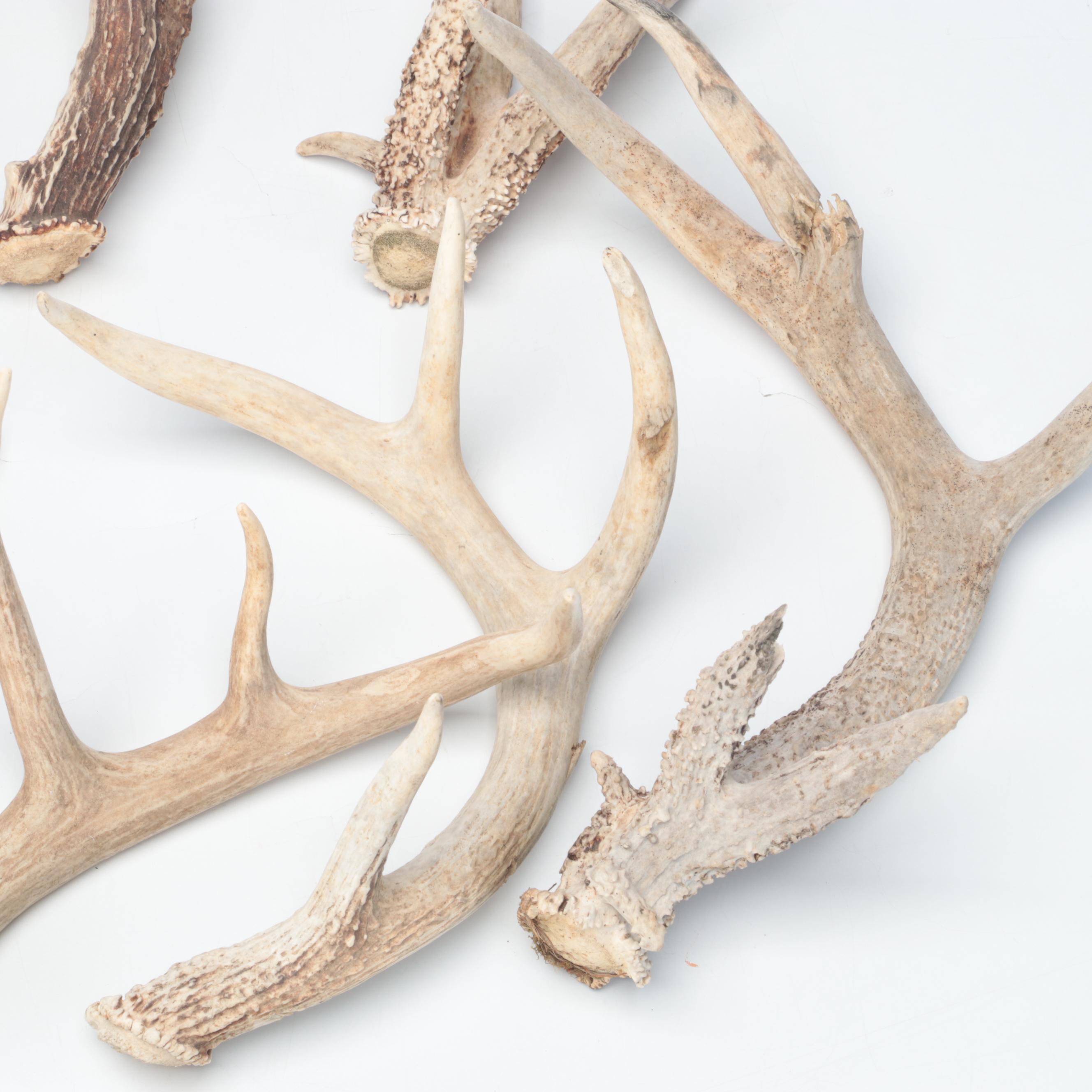 Deer Antler Sheds