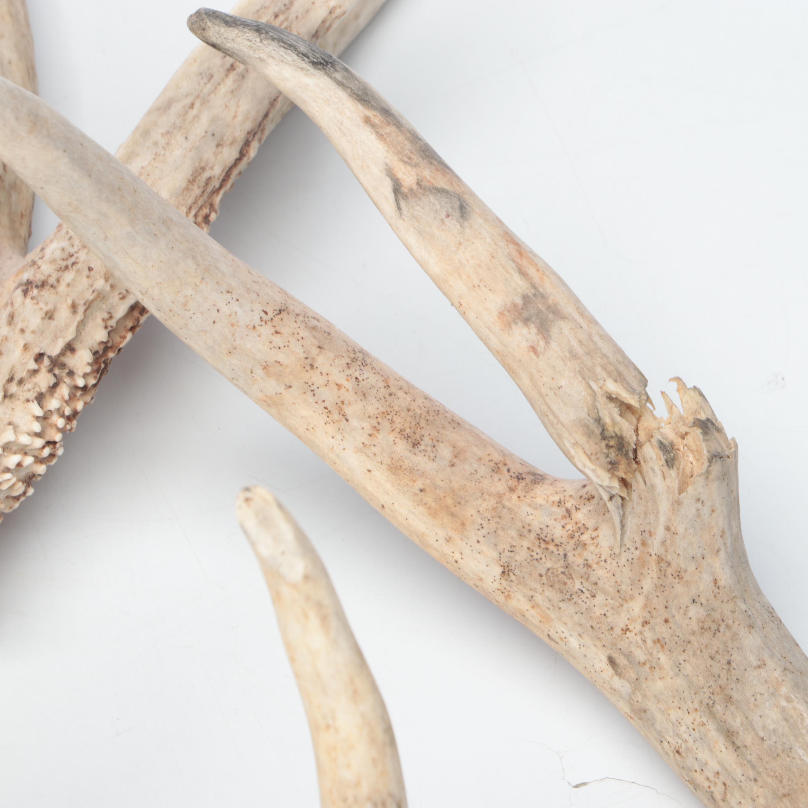 Deer Antler Sheds
