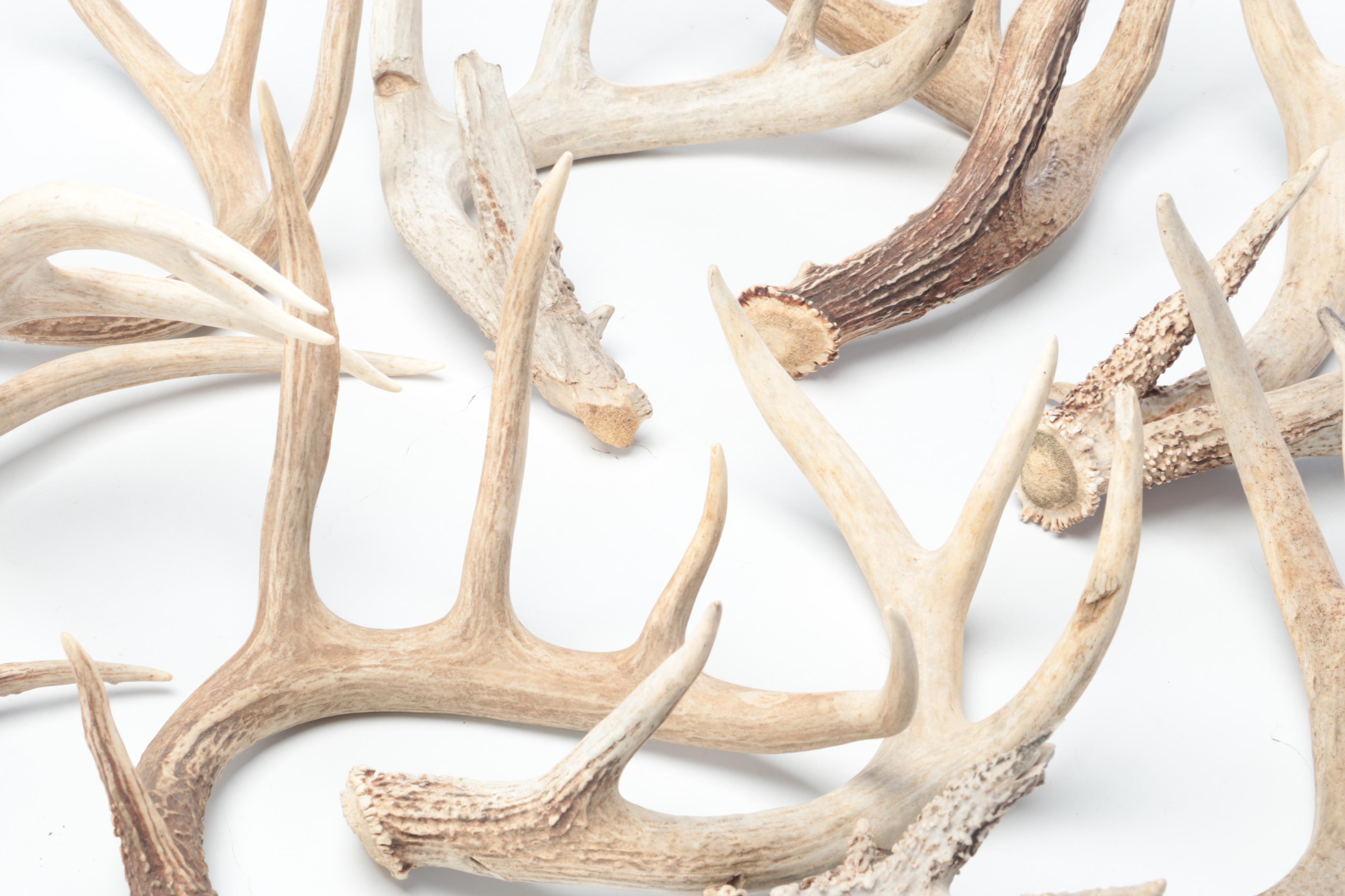 Deer Antler Sheds