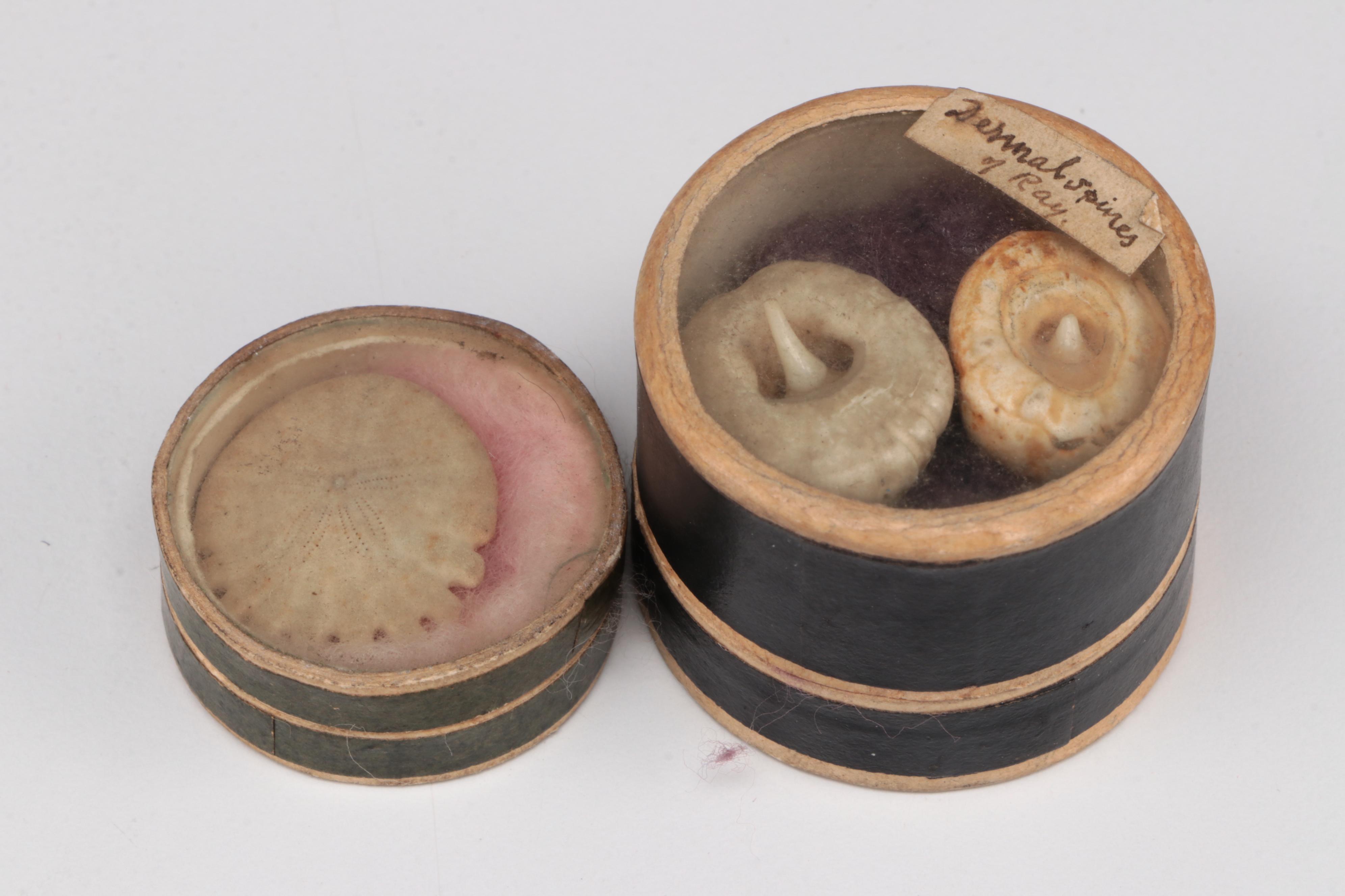 Victorian Naturalist's Collection with Marine Specimens, Flasks and