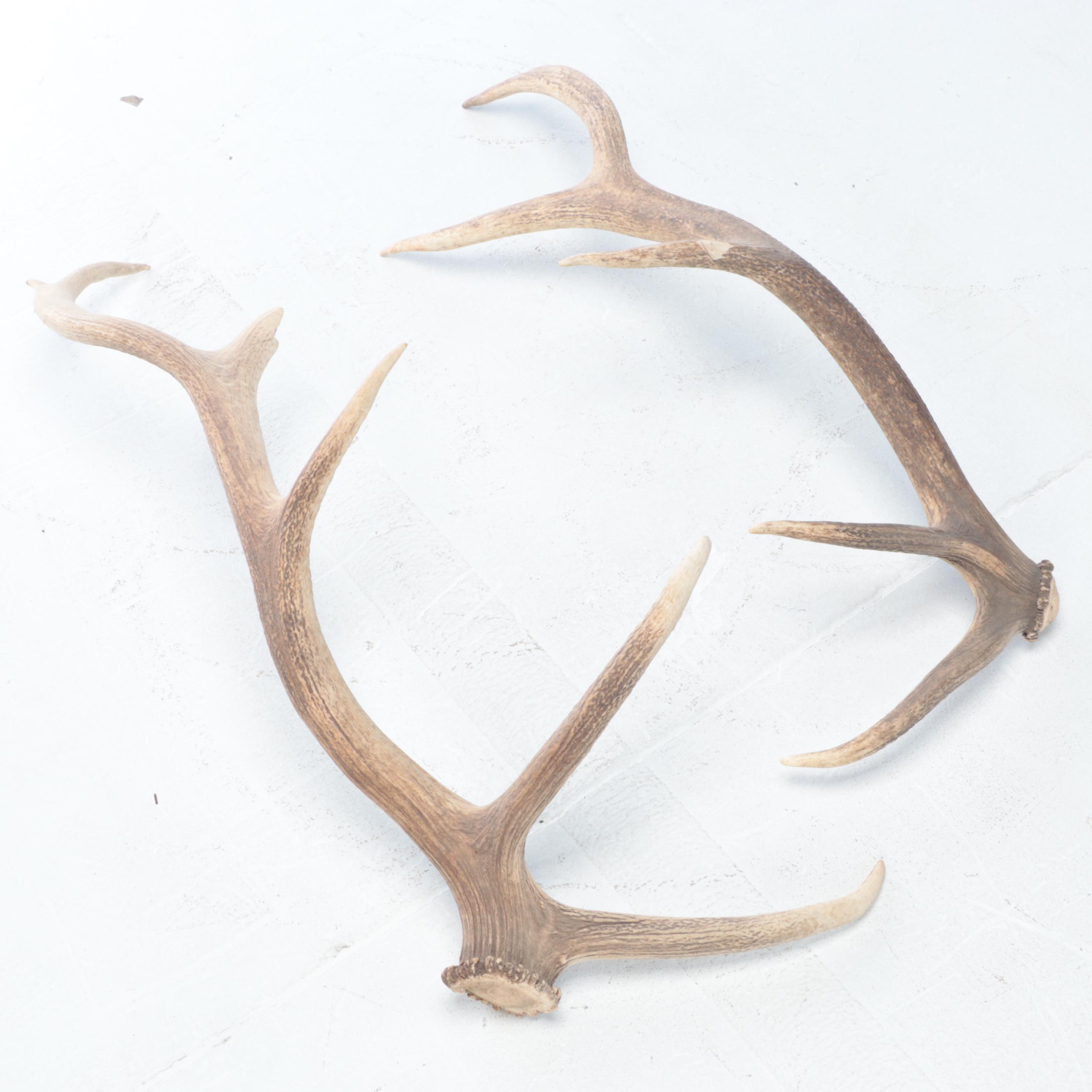 Pair of Elk Antler Sheds