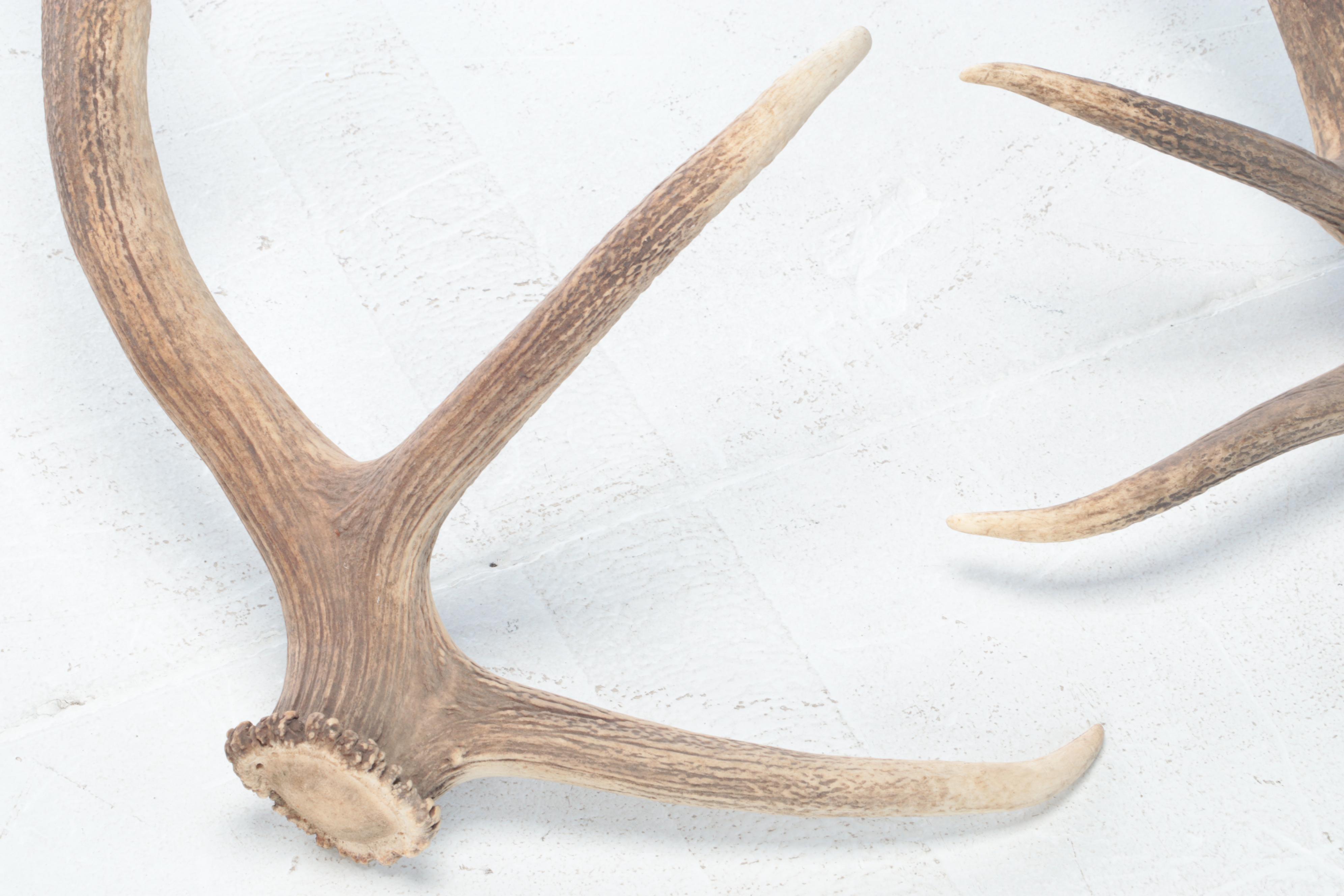 Pair of Elk Antler Sheds EBTH