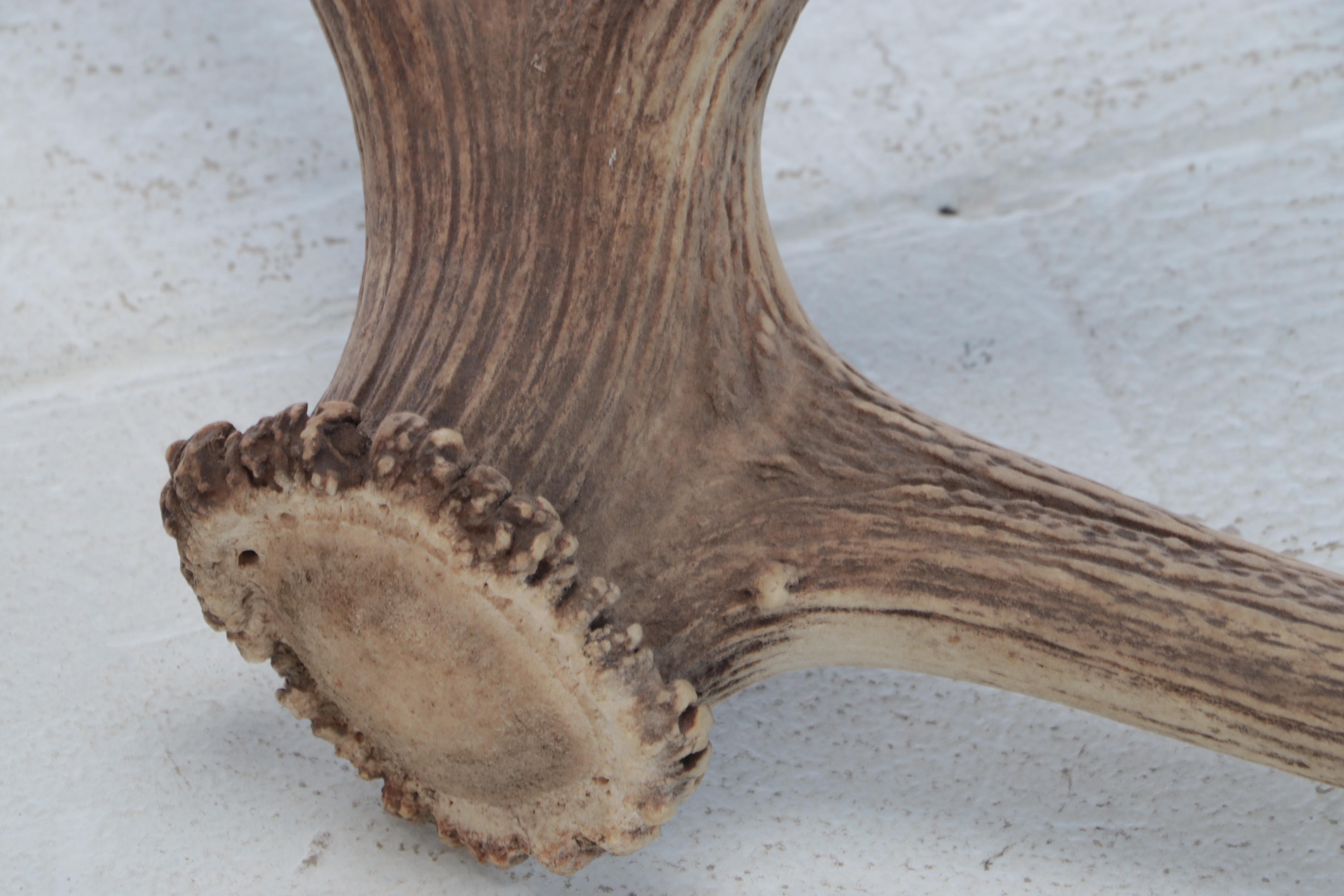 Pair of Elk Antler Sheds