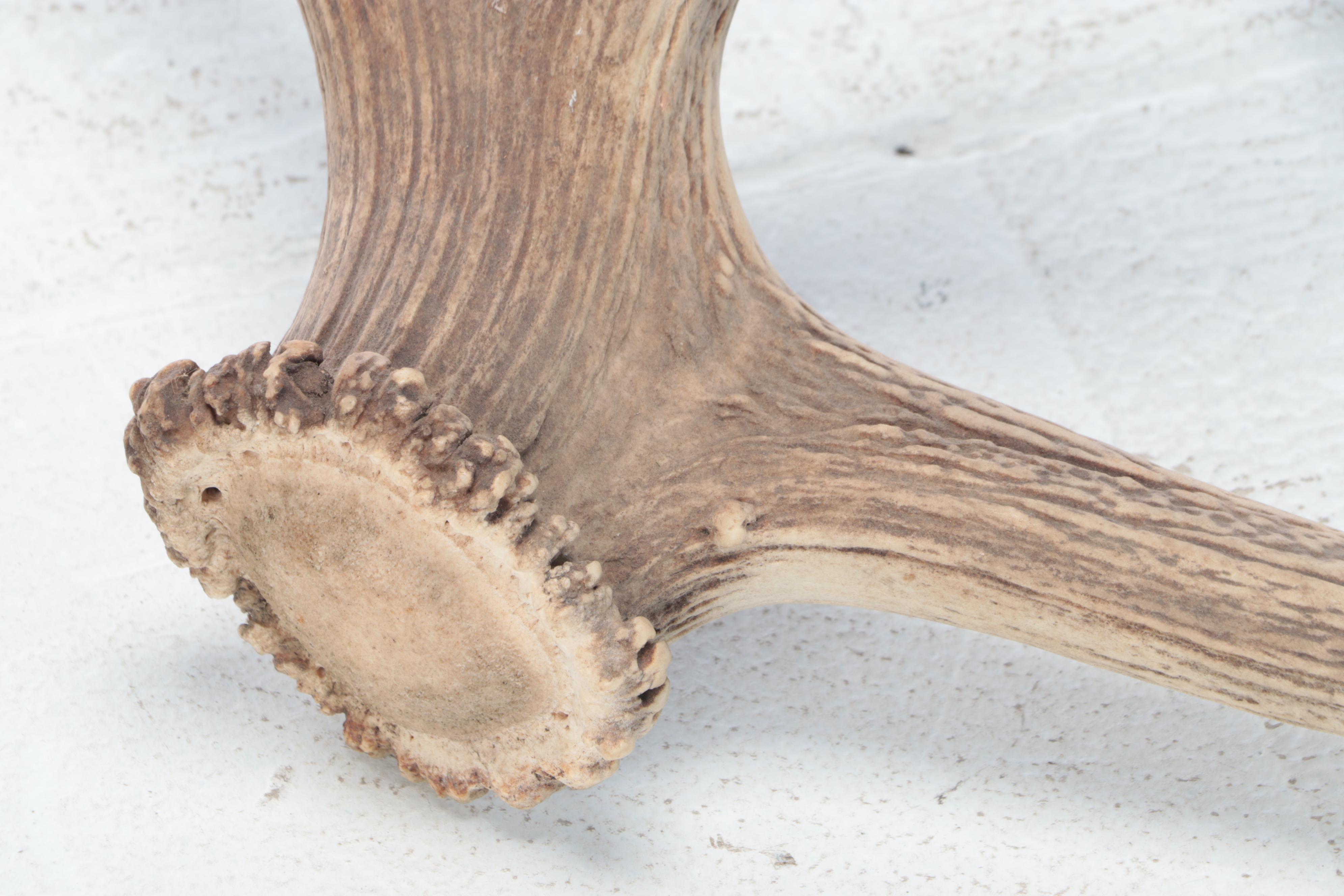 Pair of Elk Antler Sheds