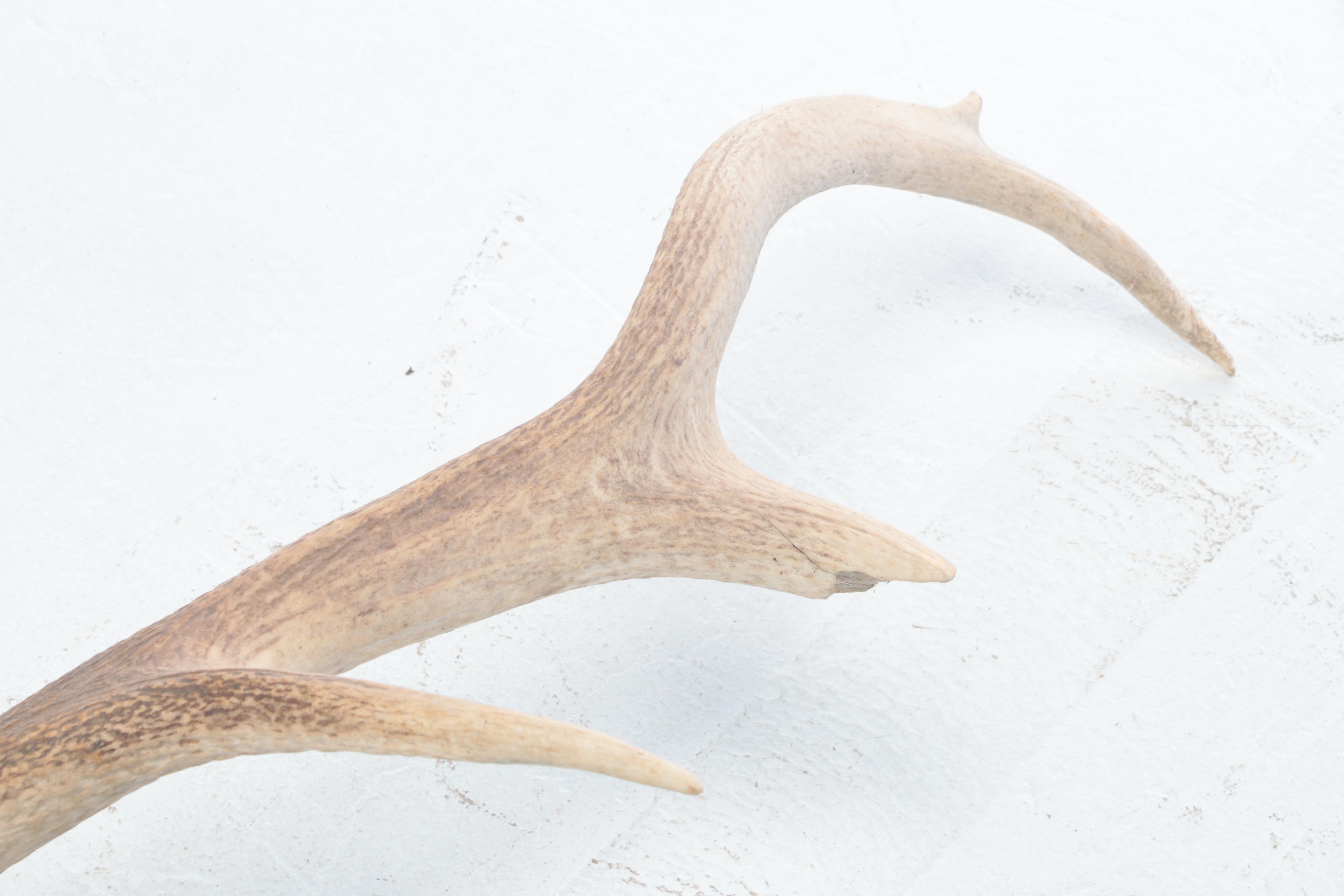 Pair of Elk Antler Sheds
