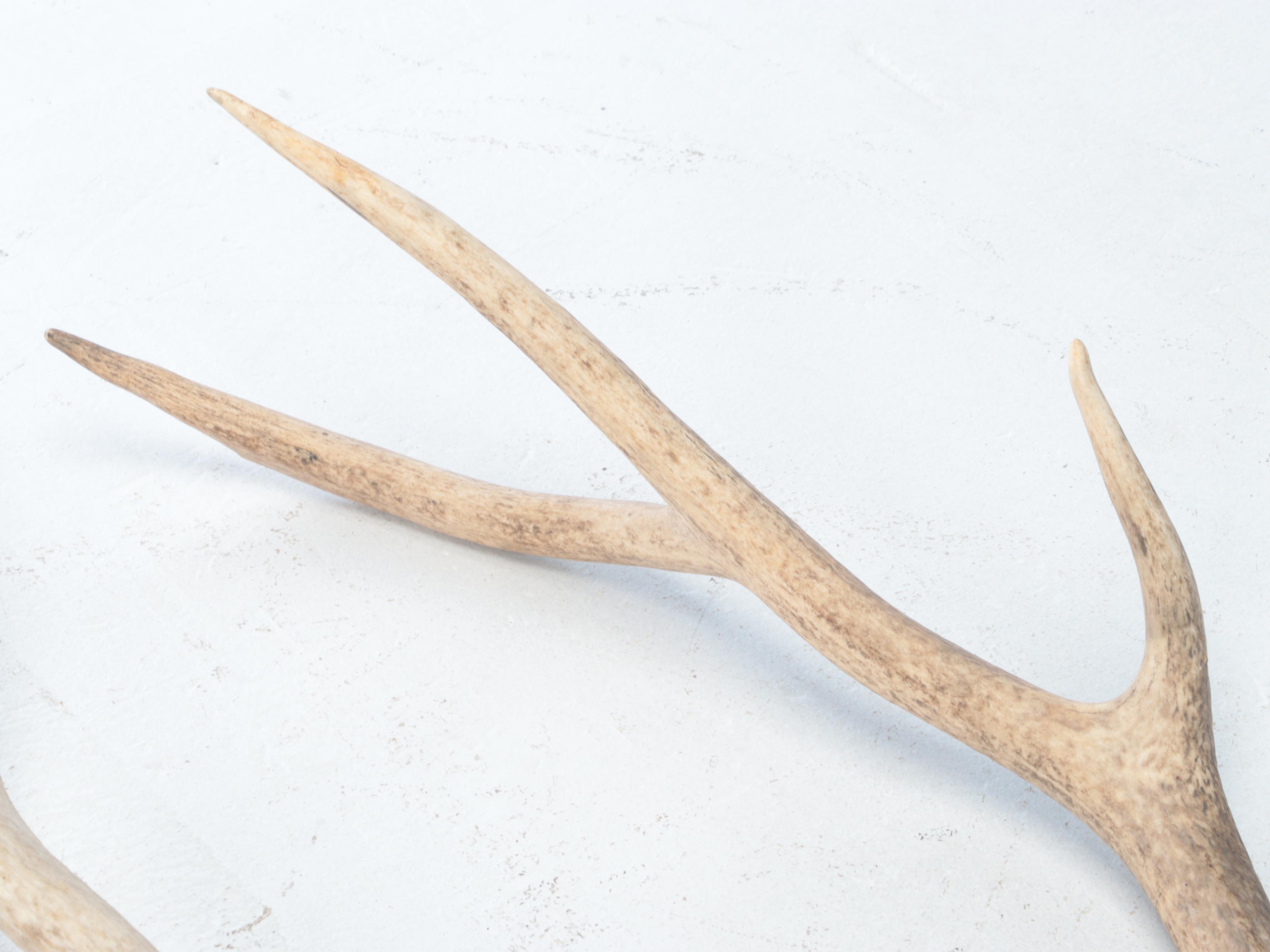 Pair of Elk Antler Sheds