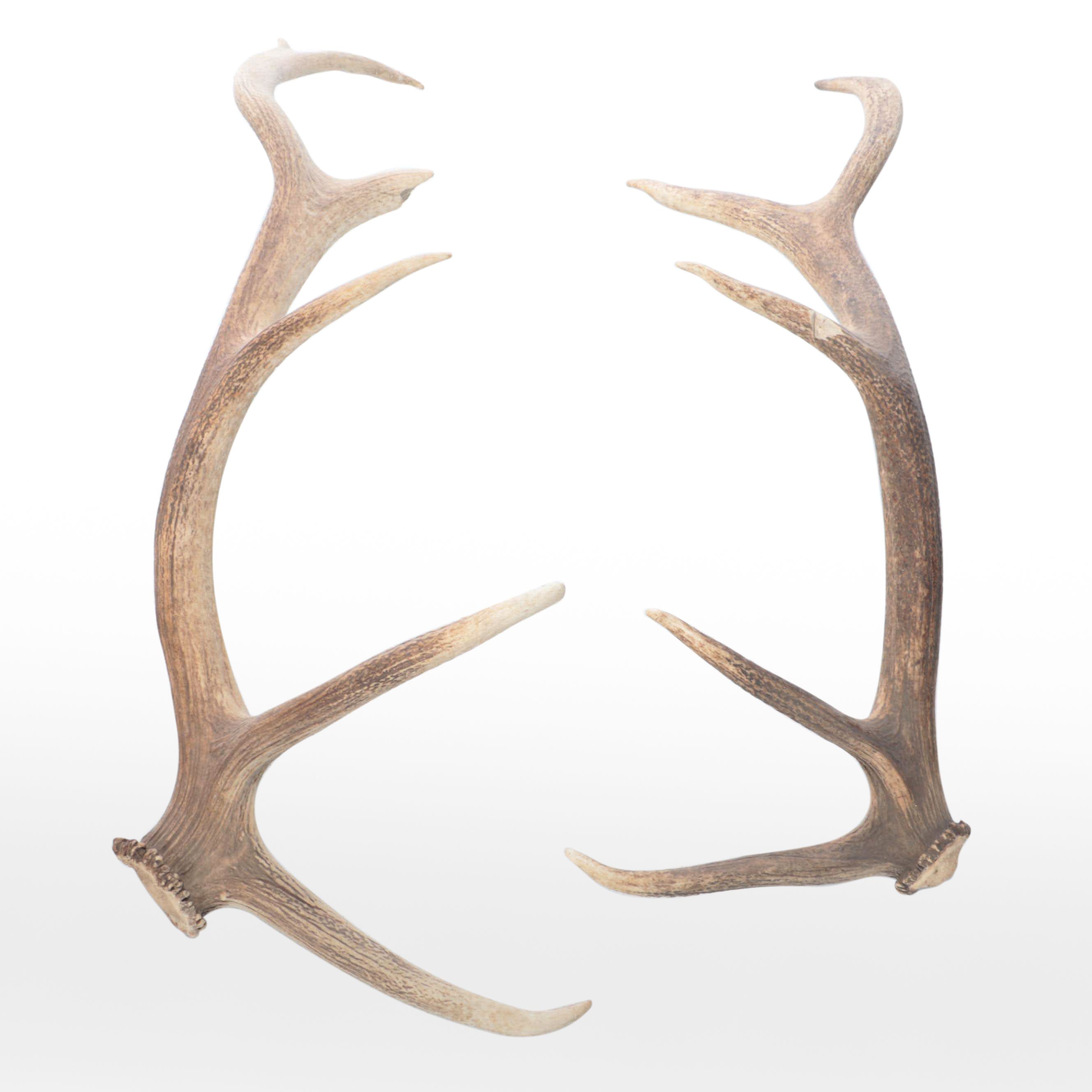 Pair of Elk Antler Sheds