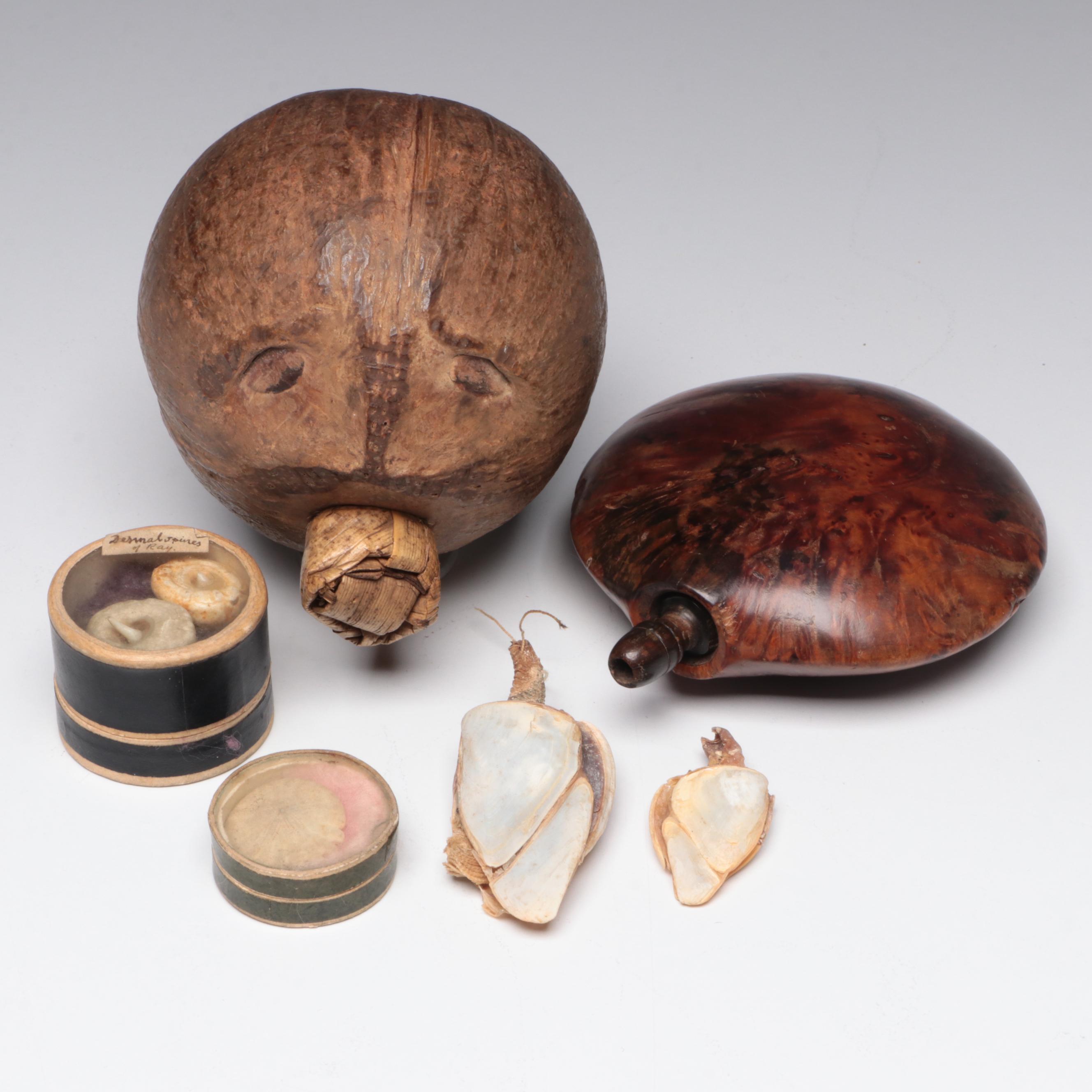 Victorian Naturalist's Collection with Marine Specimens, Flasks and