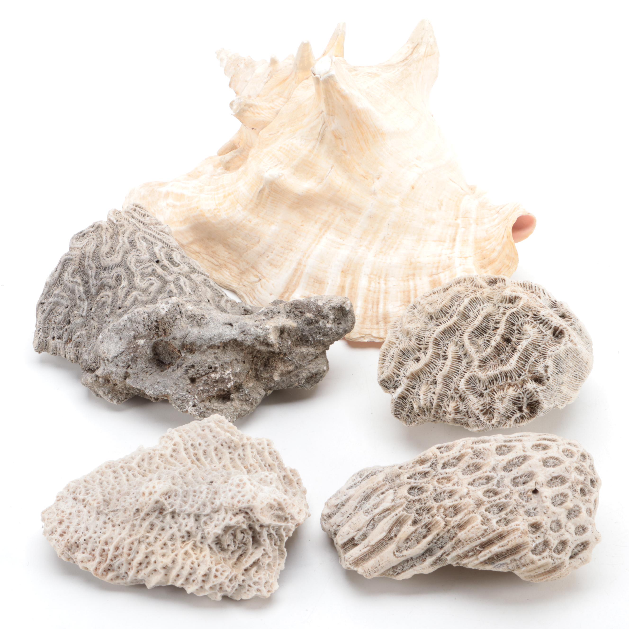 Queen Conch Shell with Fossilized Coral Specimens