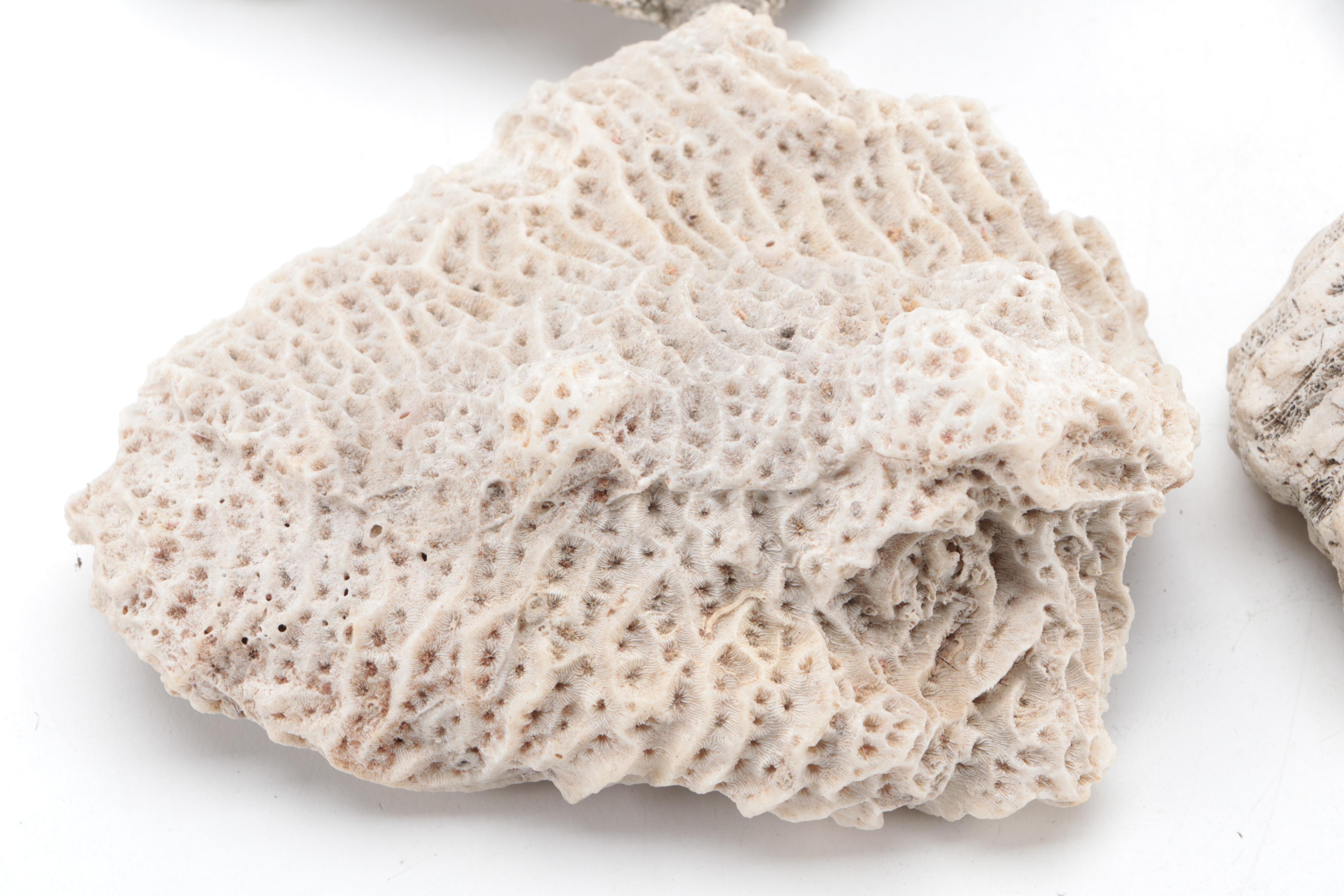 Queen Conch Shell with Fossilized Coral Specimens