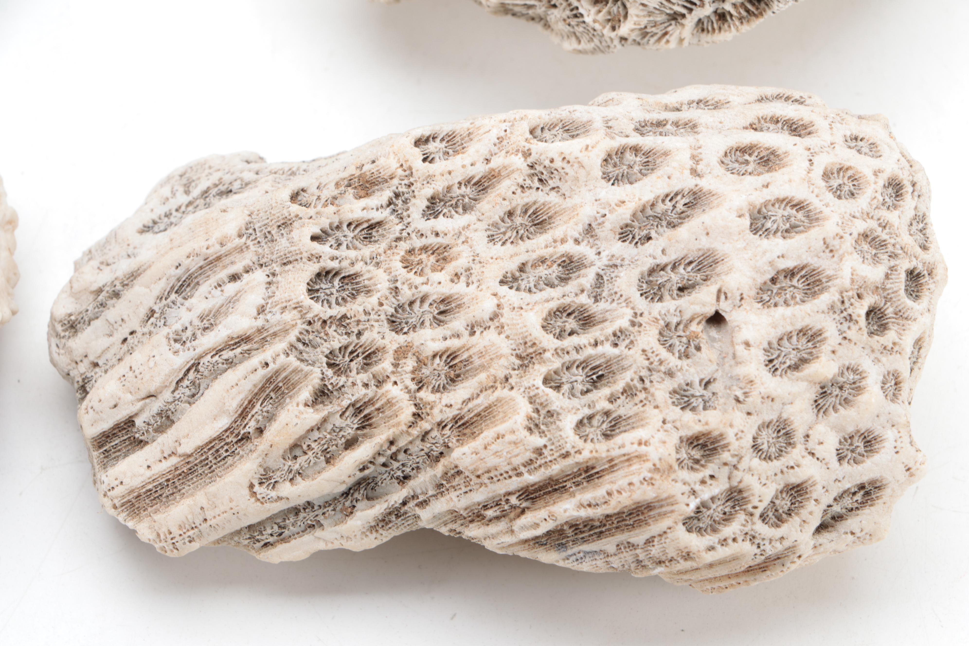 Queen Conch Shell with Fossilized Coral Specimens