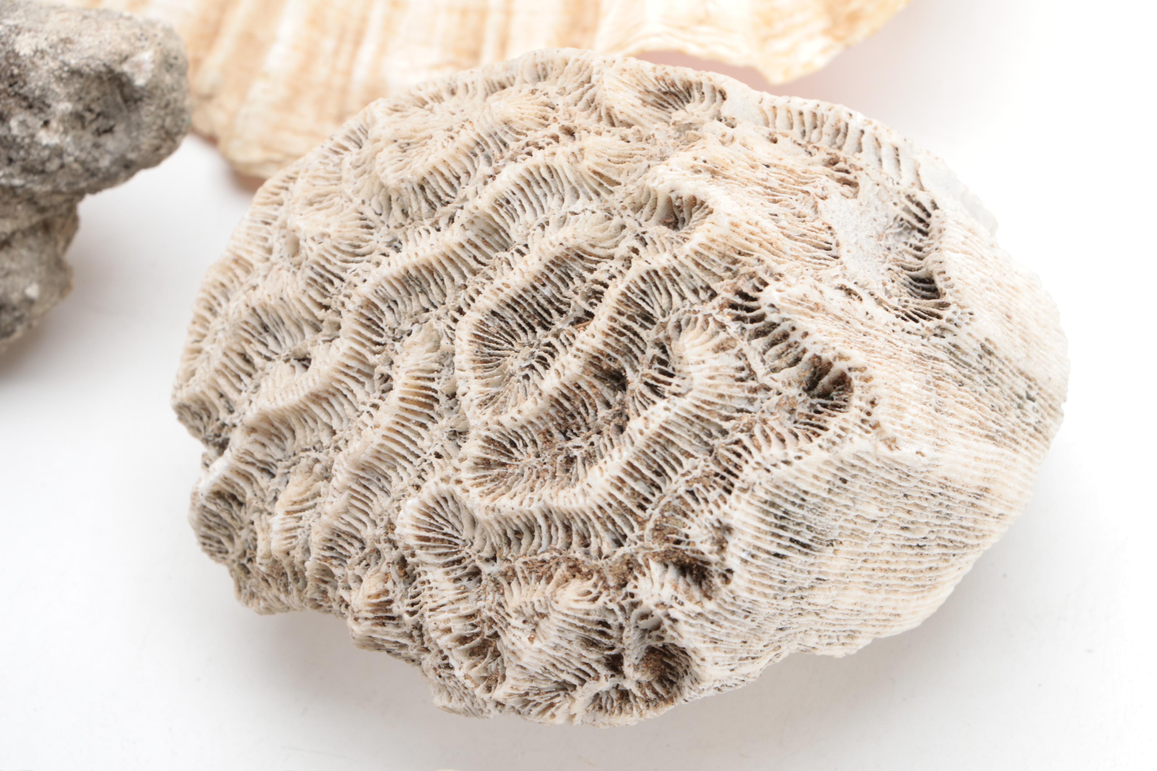 Queen Conch Shell with Fossilized Coral Specimens