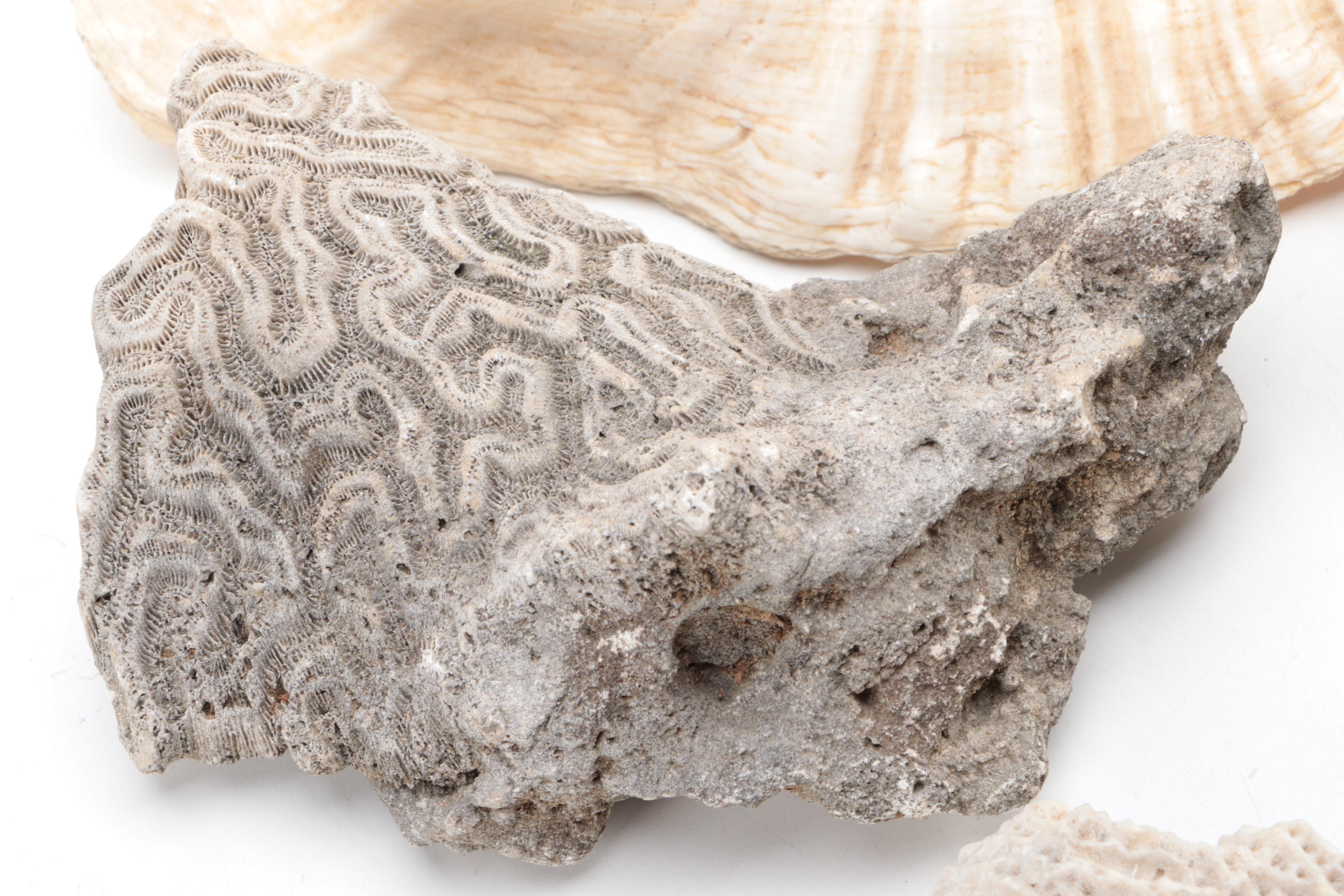 Queen Conch Shell with Fossilized Coral Specimens