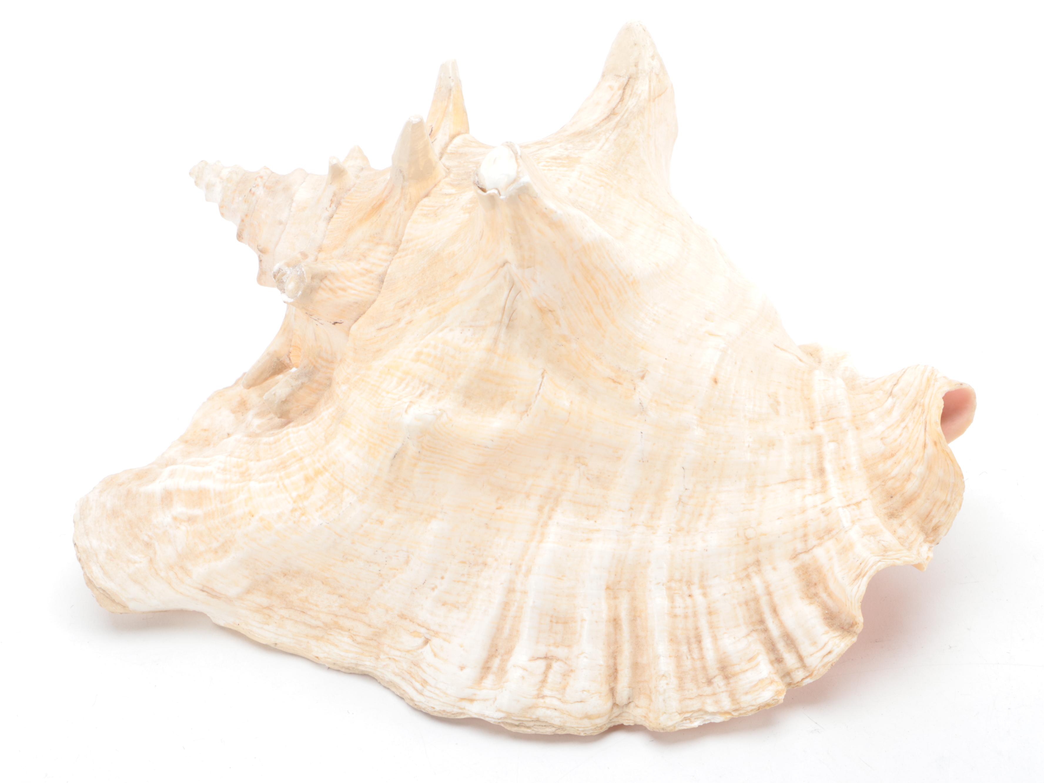 Queen Conch Shell with Fossilized Coral Specimens